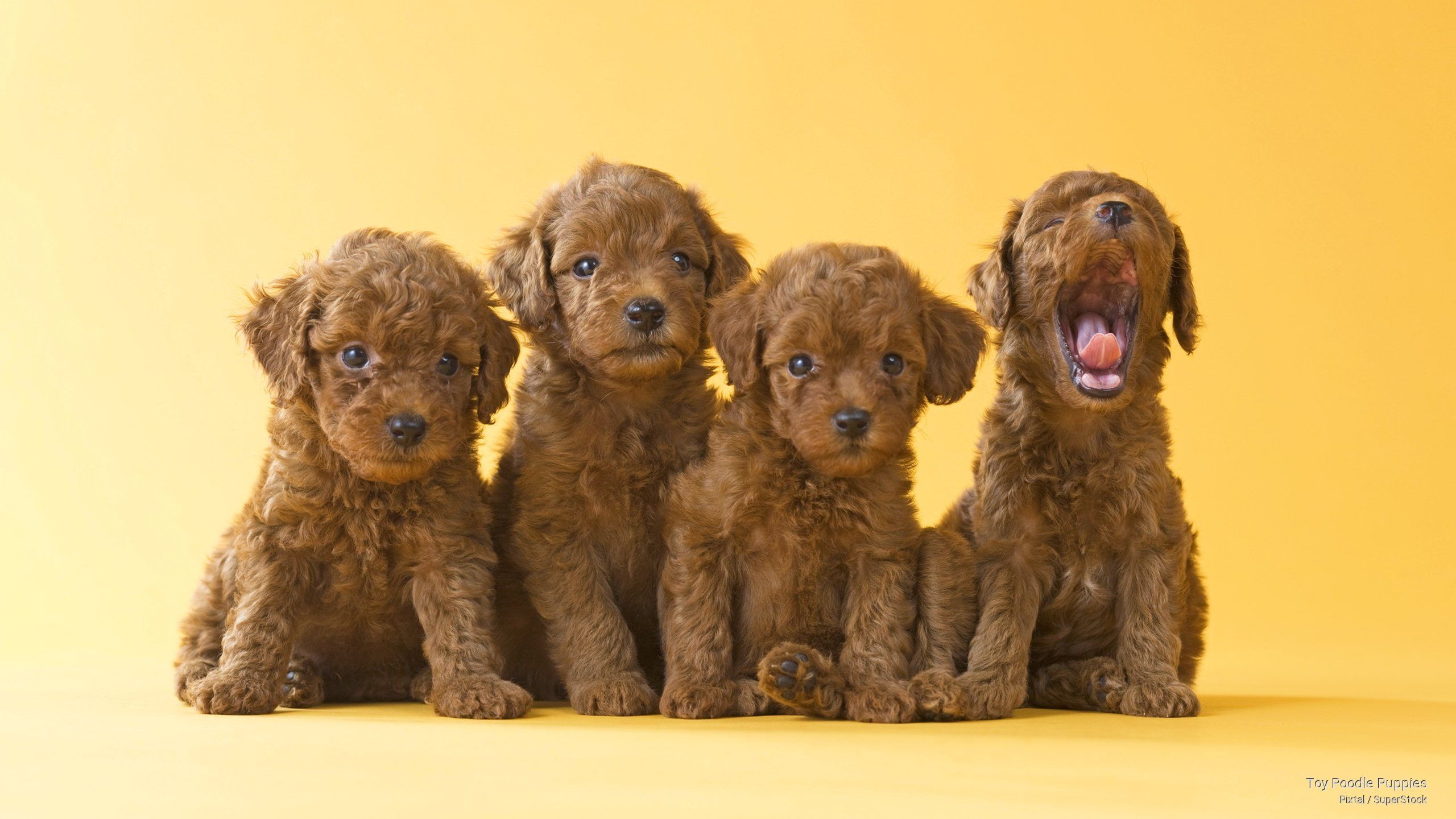 HD wallpaper: Toy Poodle Puppies, Dogs