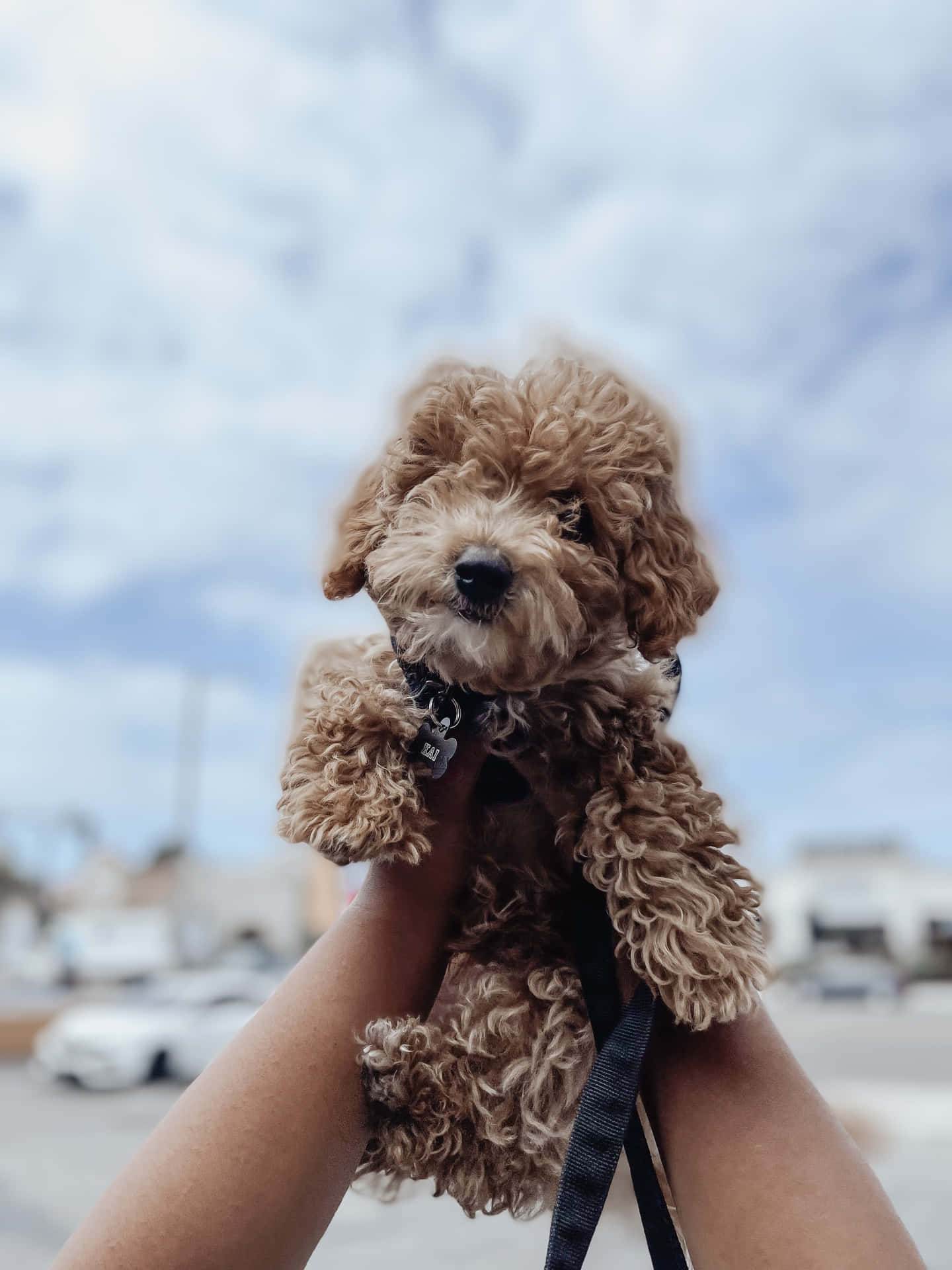 Download Brown Poodle Puppy Picture
