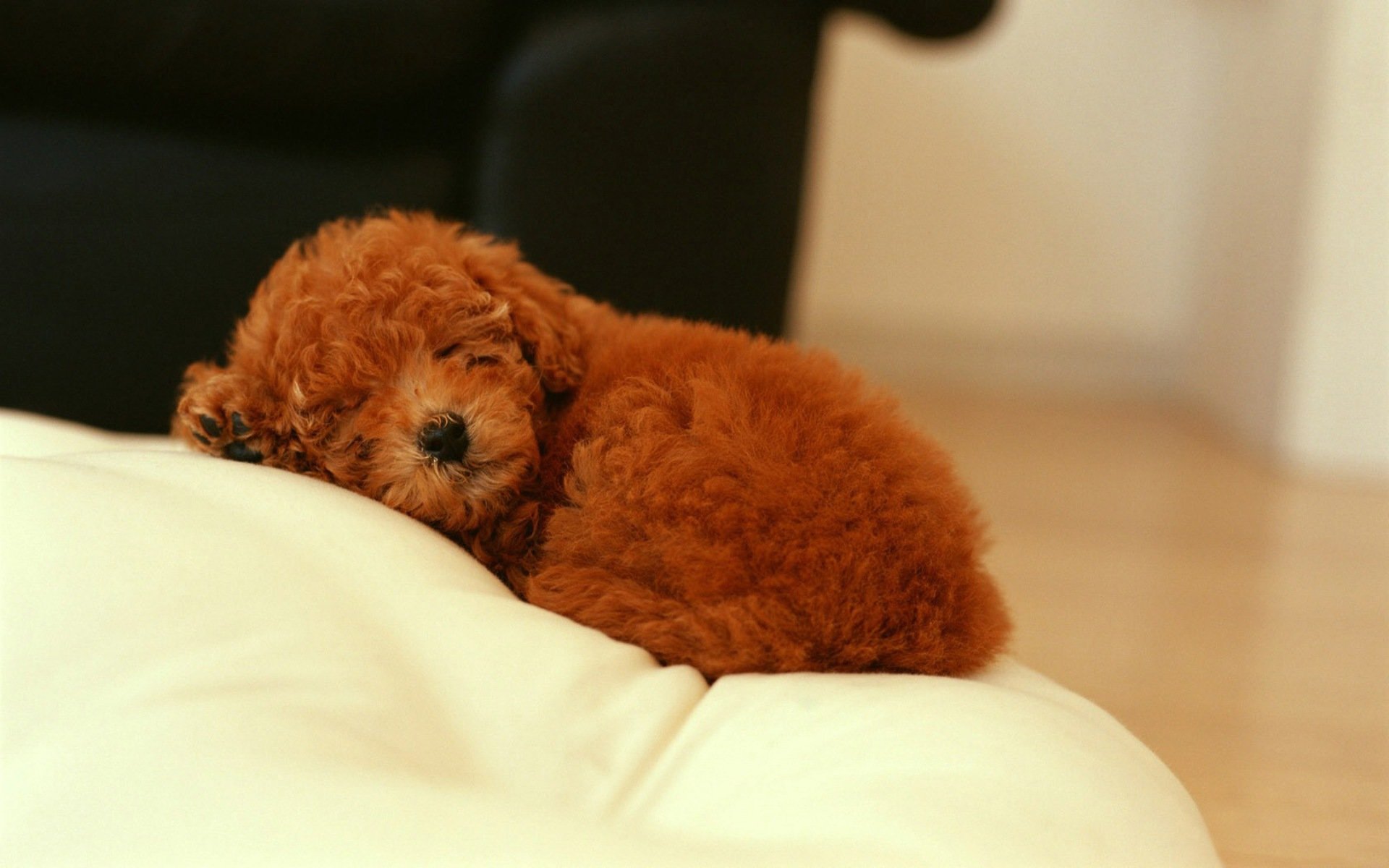 Download Animal Poodle HD Wallpaper