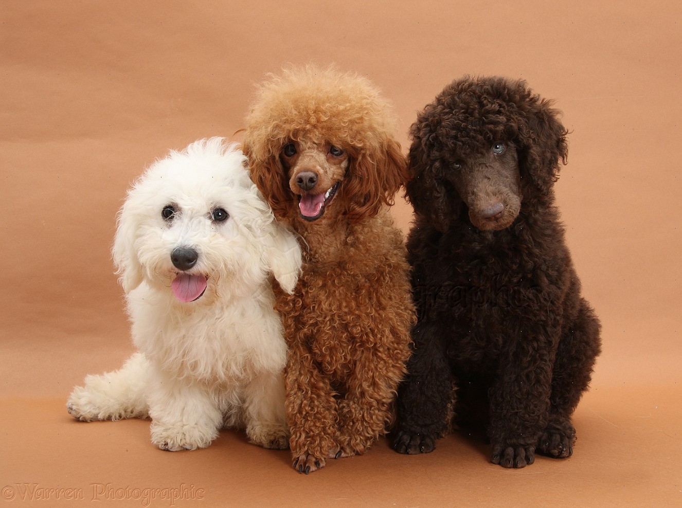 Dogs: Bichon, Standard Poodle pup