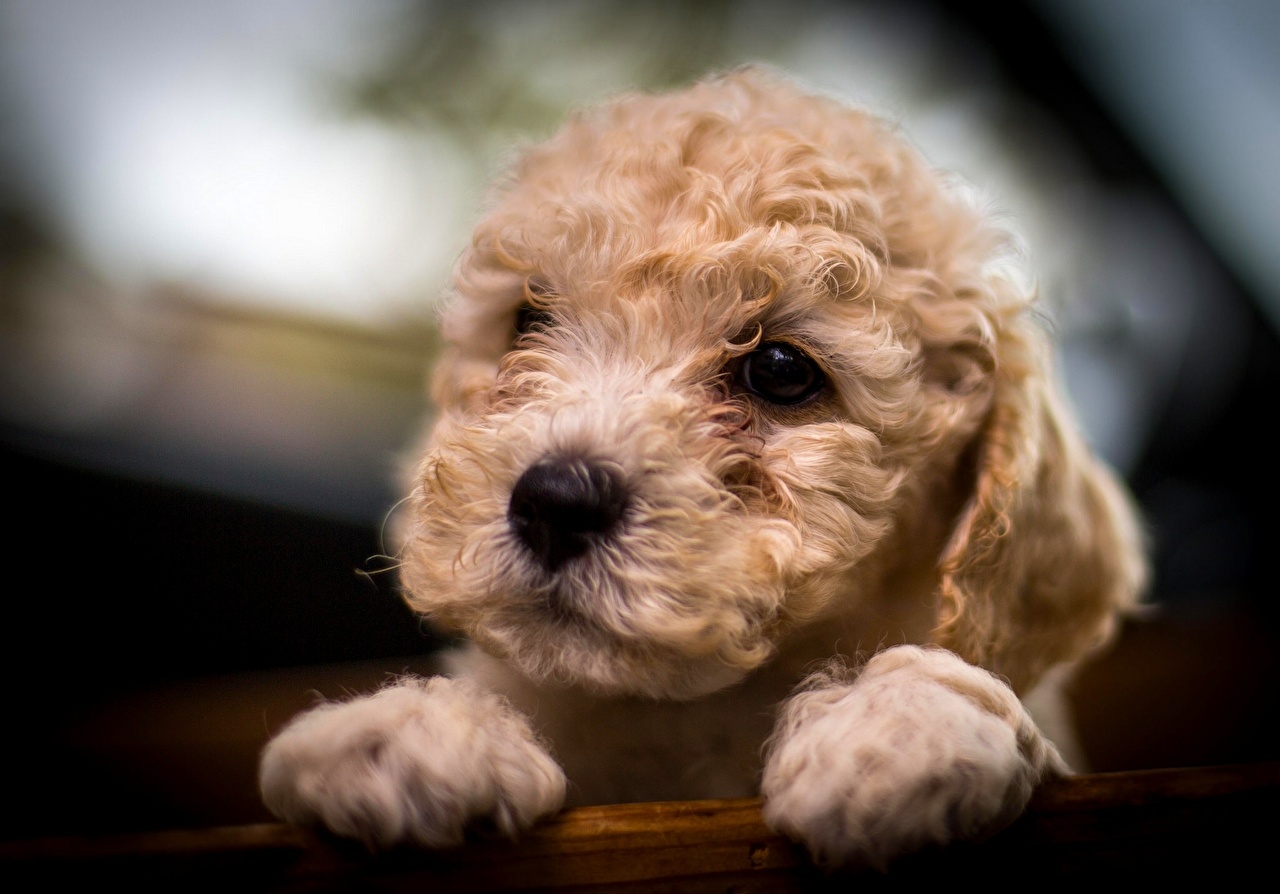 Image Puppy Poodle Dogs Paws Glance animal