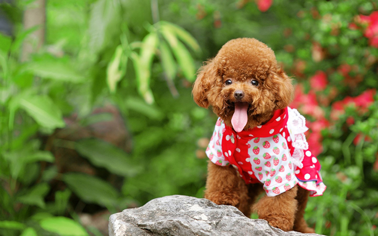 Desktop Wallpaper Puppy Poodle Dogs animal