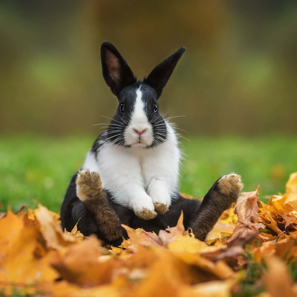 Rabbit Picture