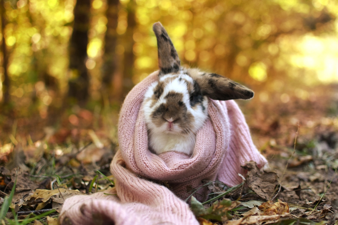 Rabbits {Bunny Calendar Photo