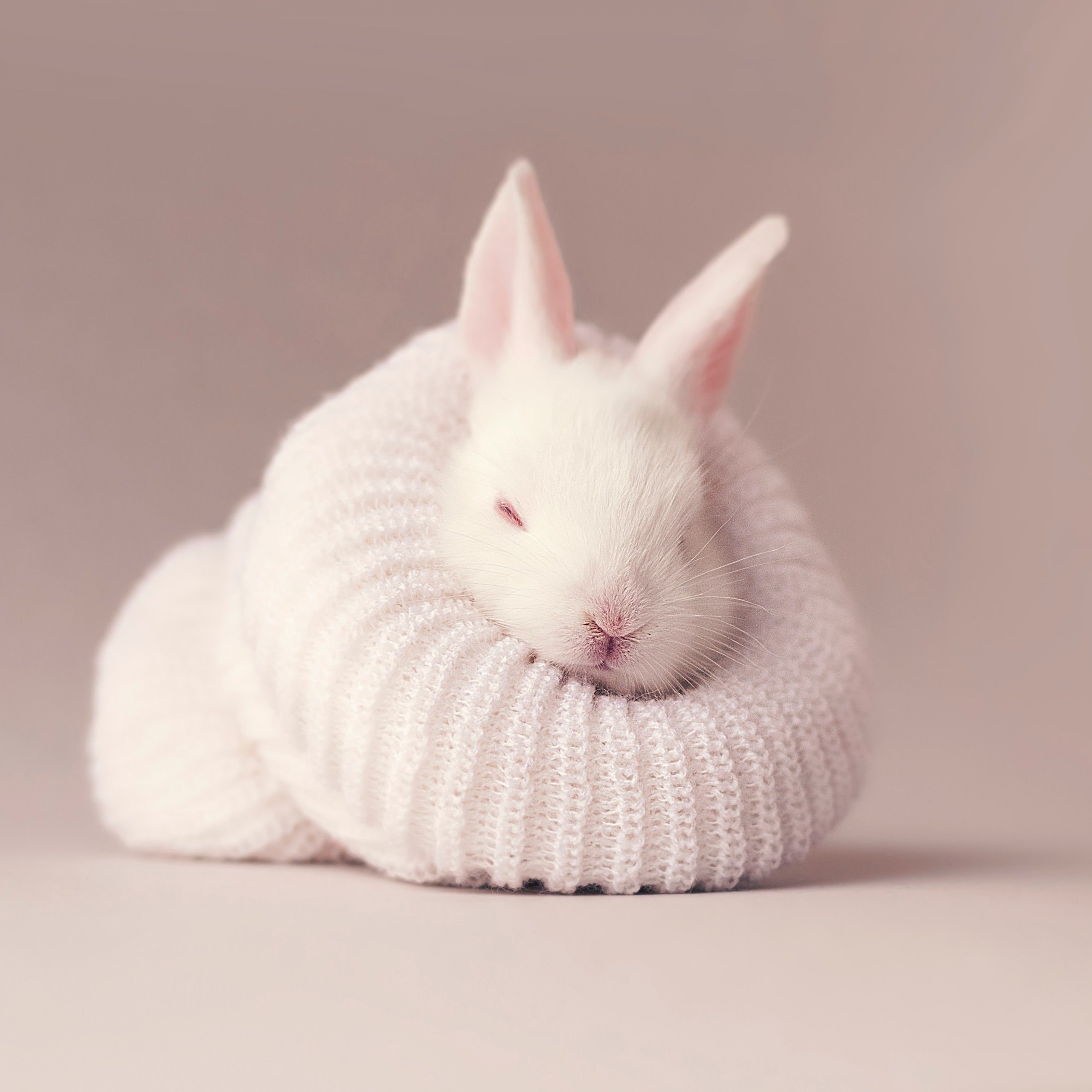 White rabbit Wallpaper 4K, Newborn