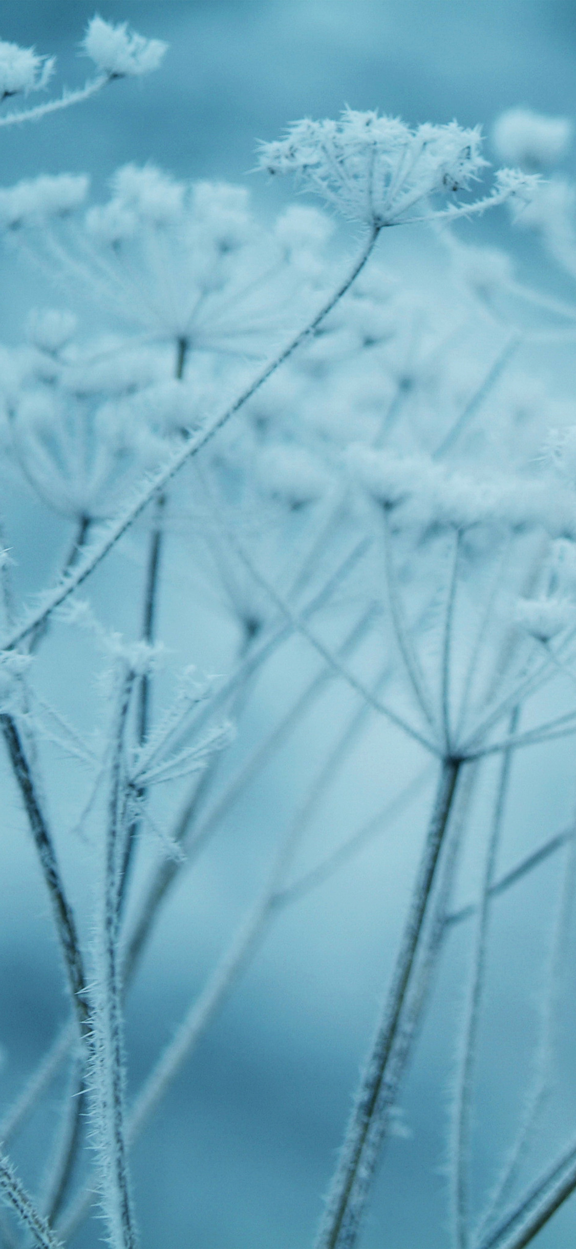 Ipad Snow Winter Flower Blue