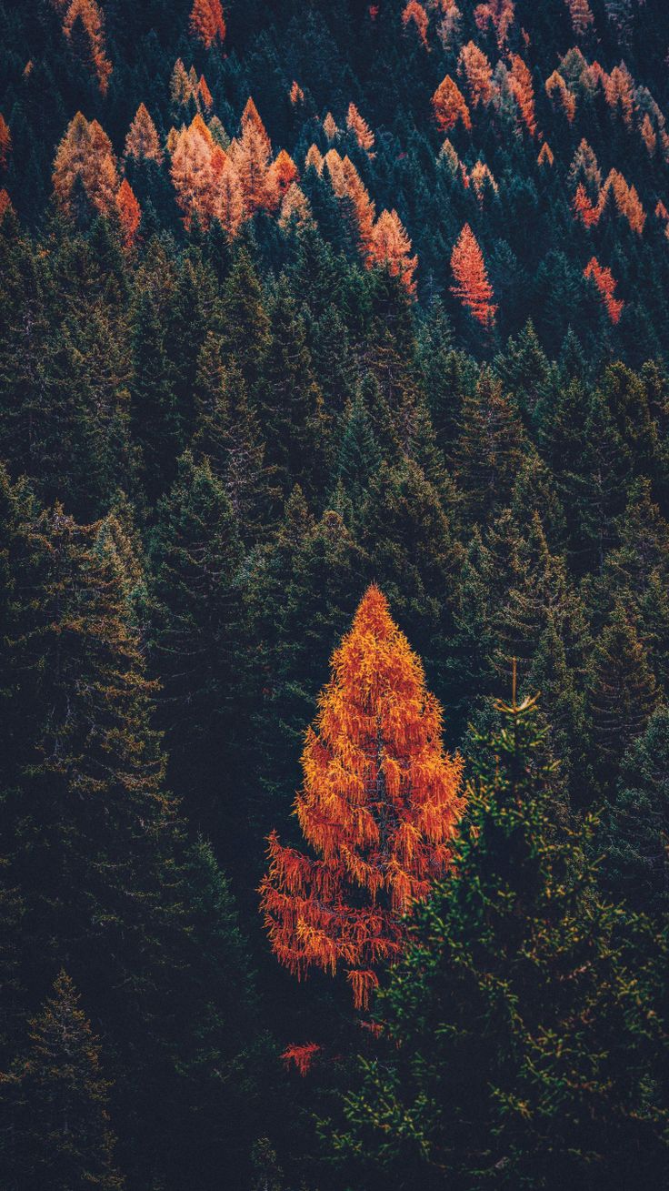 Pine forest, tree, fall, nature