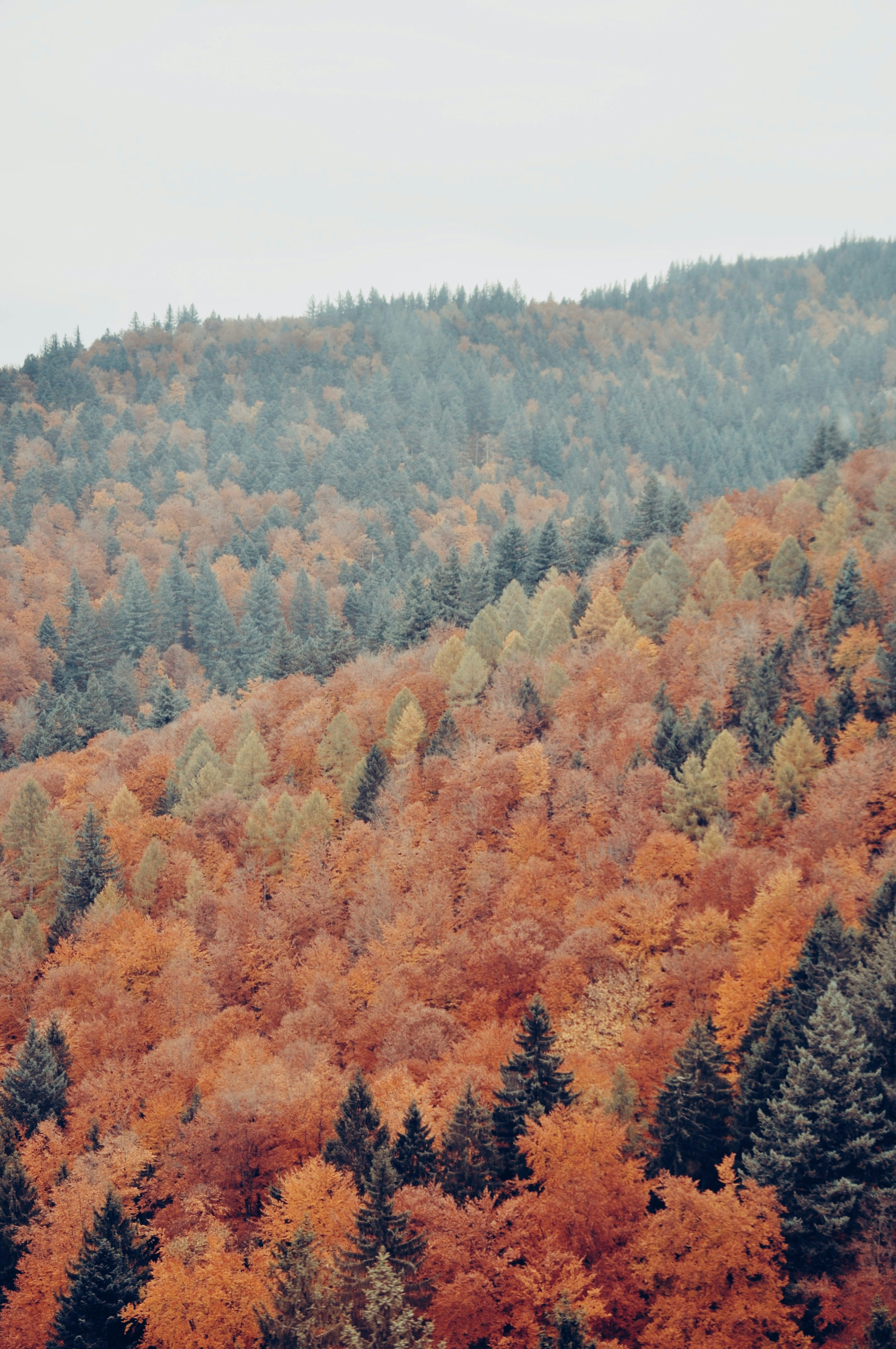 Autumn pine trees in aerial view photo