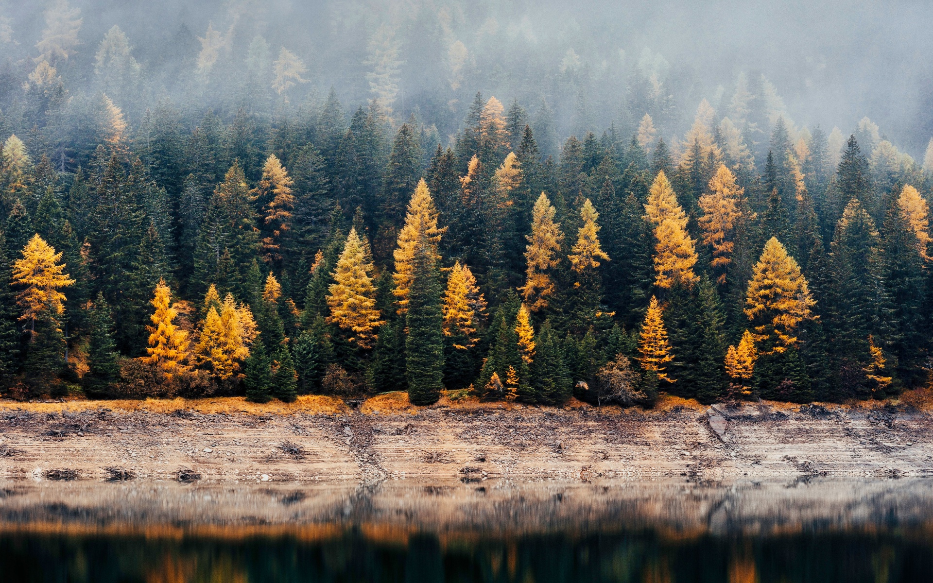 Forest Wallpaper 4K, Reflection, Woods