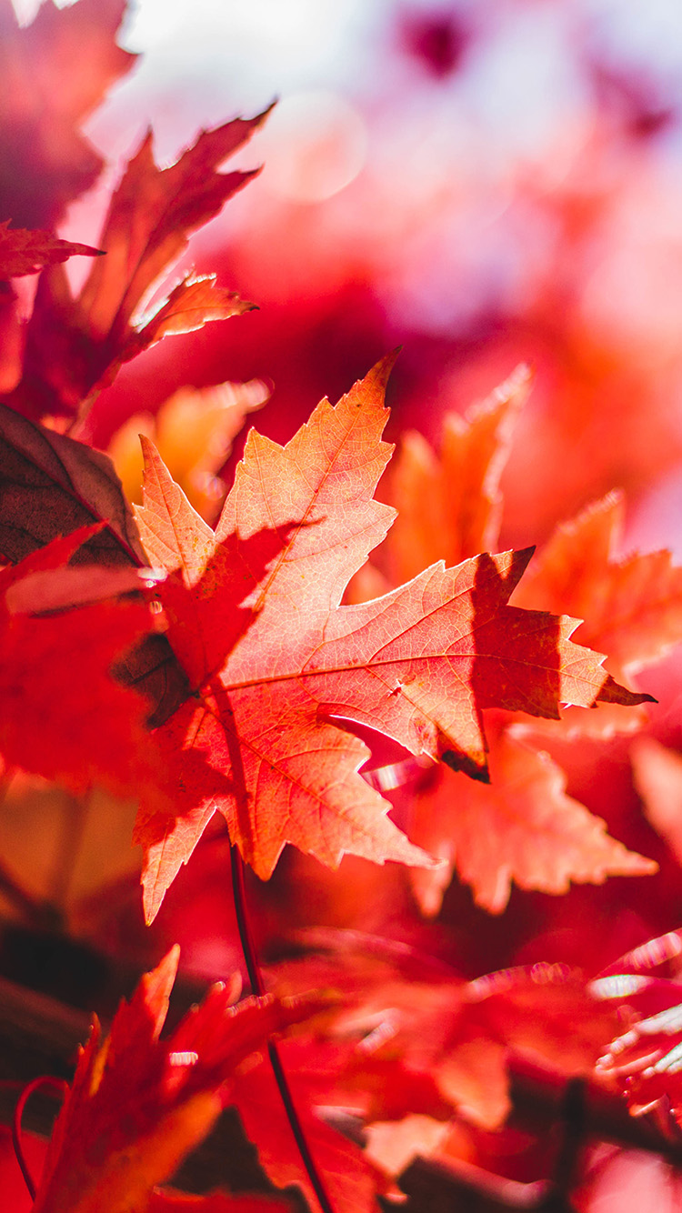 Maple Leaf Flower Red Fall Autumn