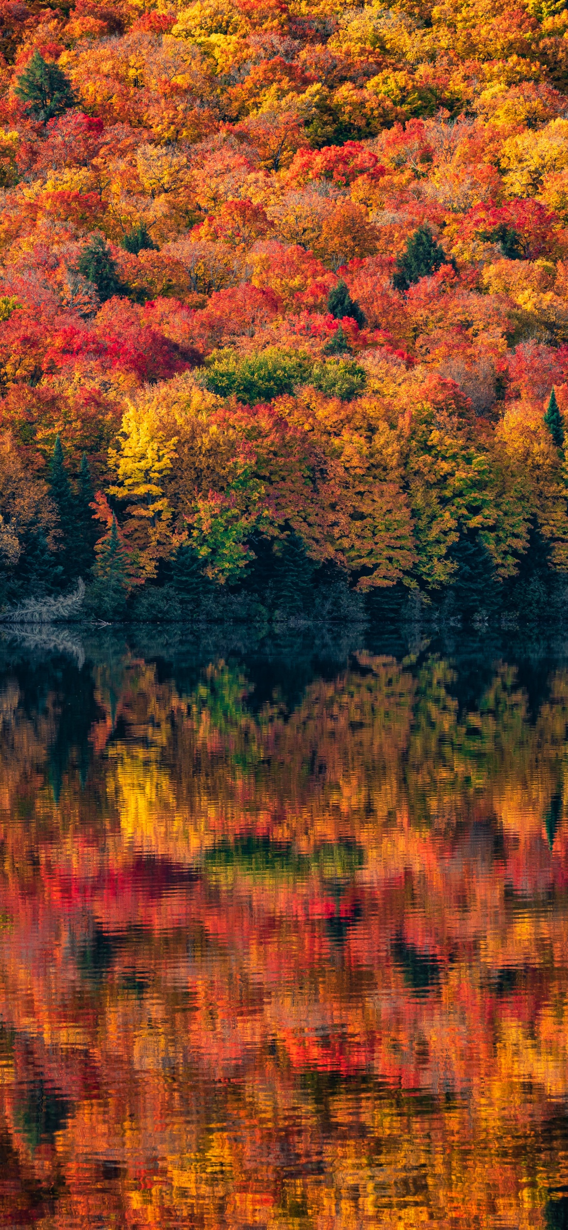Algonquin Provincial Park Wallpaper 4K