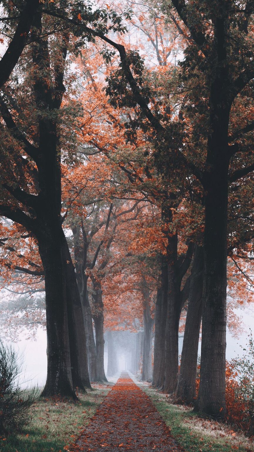 FREE Fall Wallpaper & Autumn Wallpaper