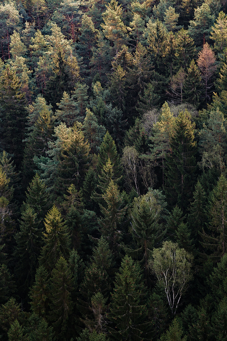 Green forest field during daytime