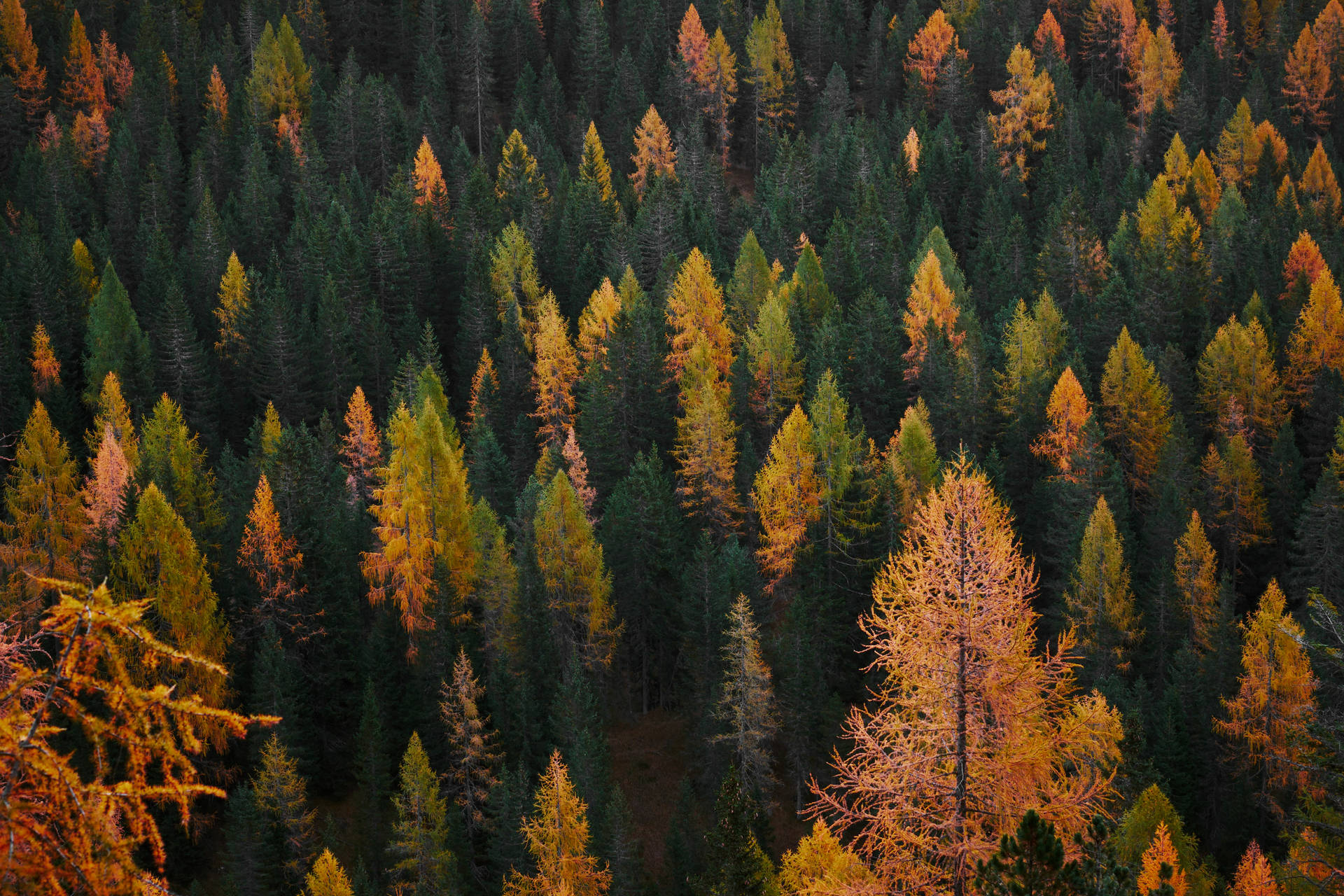 Download Aerial Autumn Evergreen Forest