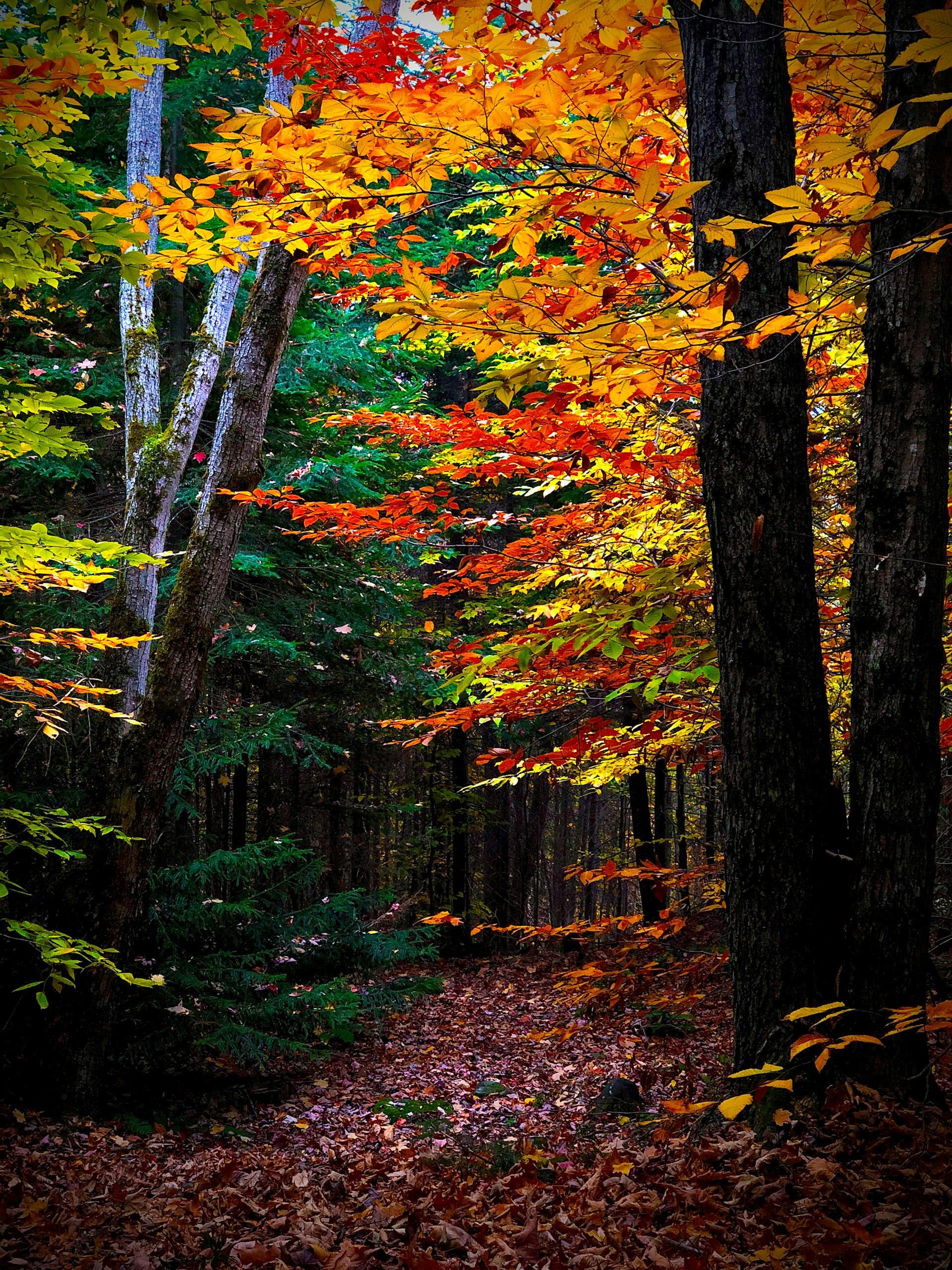 Autumn Canada is really charming, r