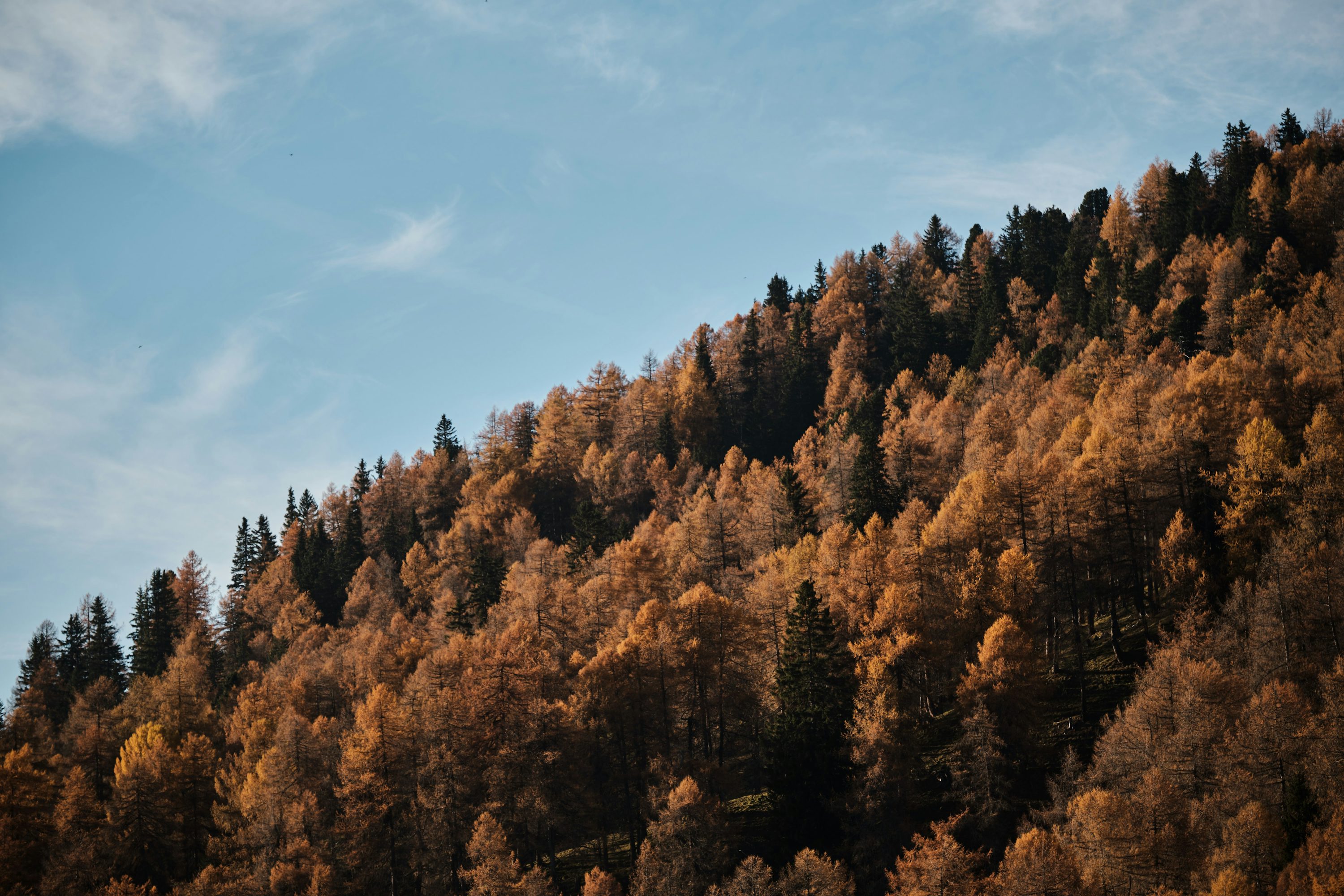Brown trees under blue sky during