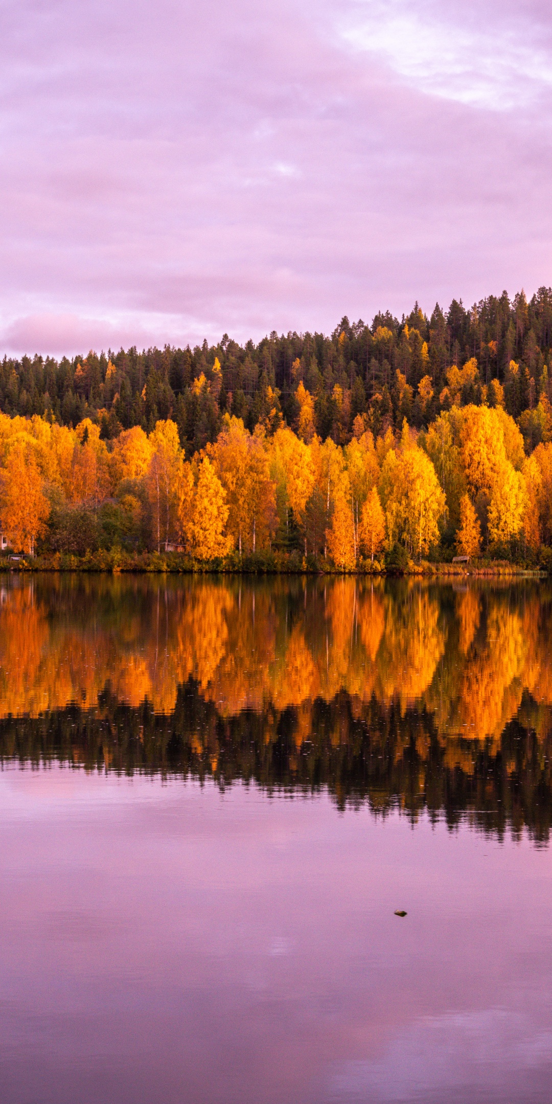 Autumn trees Wallpaper 4K, 8K, Forest