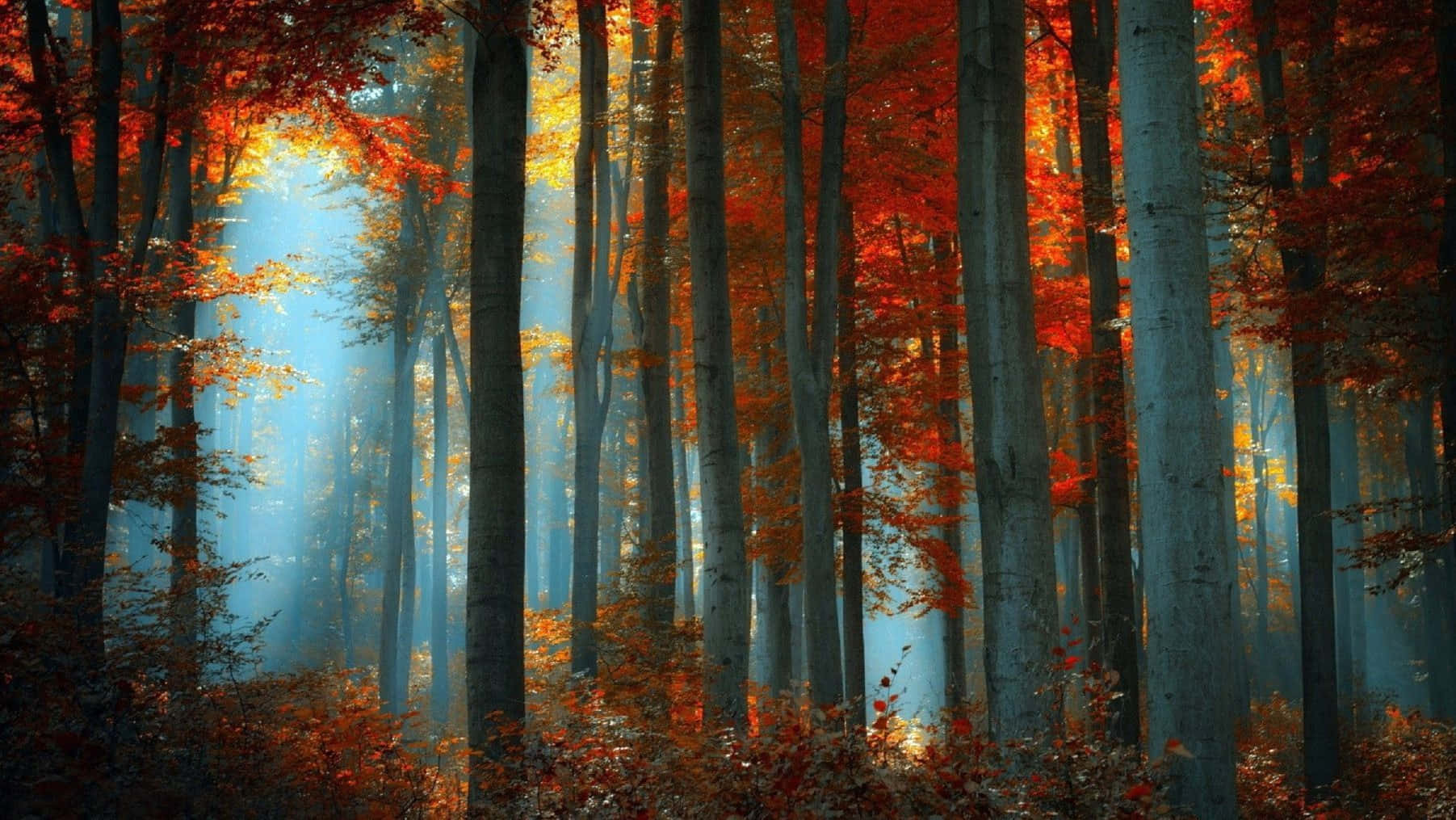 Download a Golden Fall With An Aesthetic Macbook Wallpaper