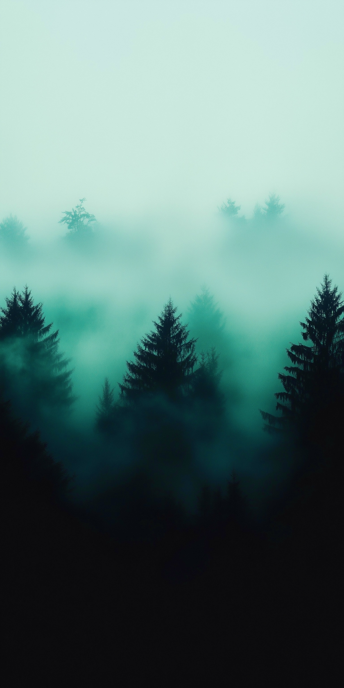 Pine Trees On A Foggy Misty Morning