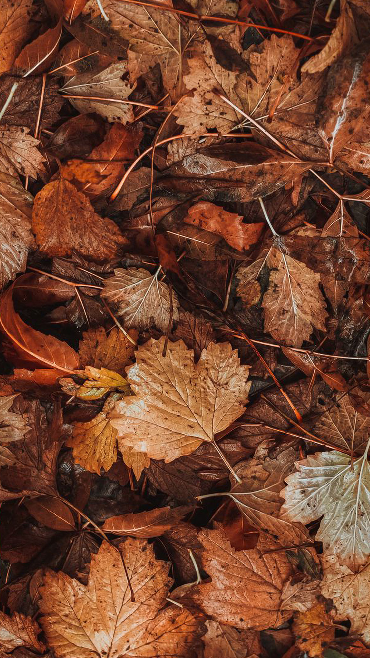 Nature Fall Leaf Autumn Wallpaper