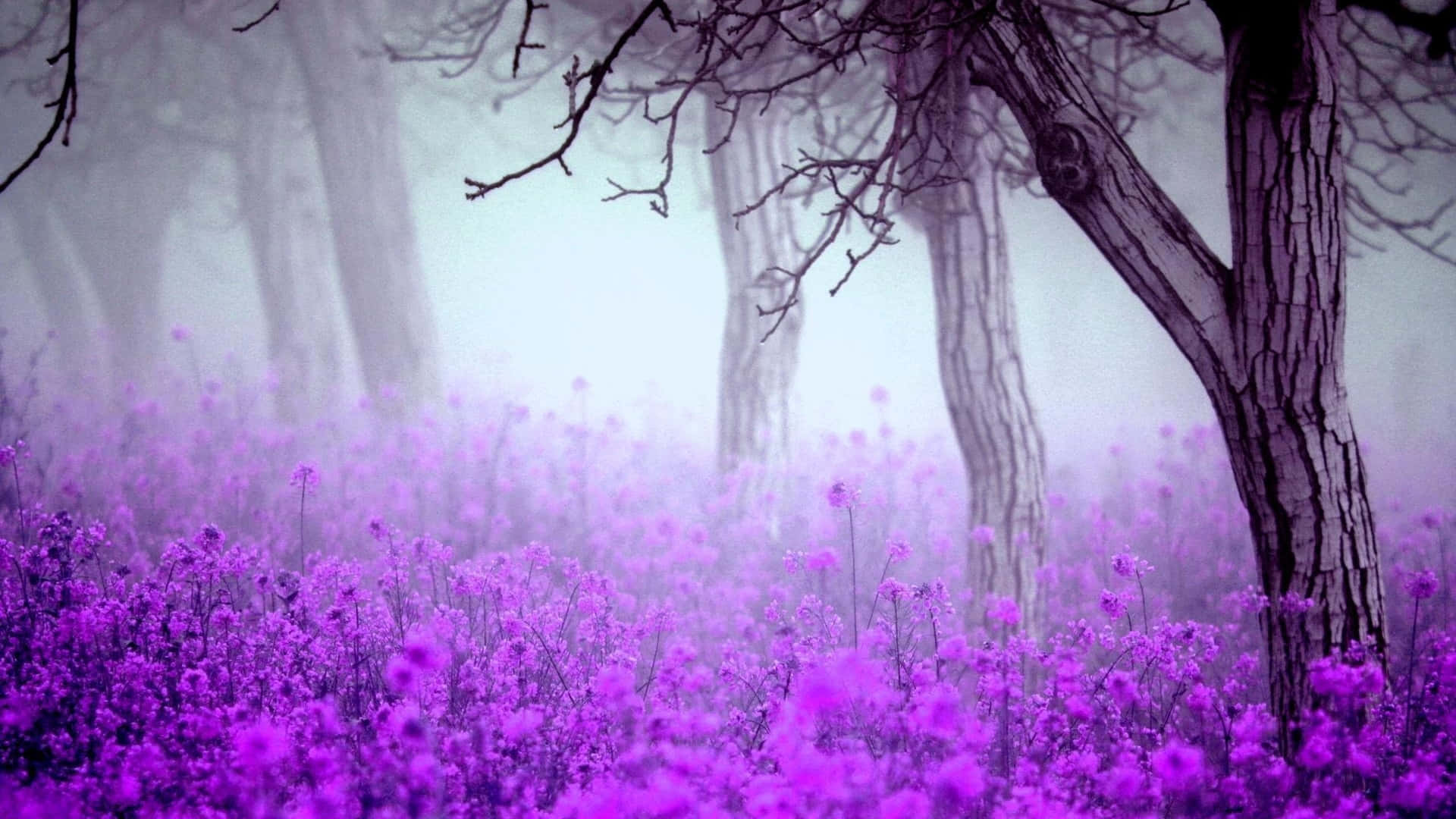 Download Purple Haze Wallpaper