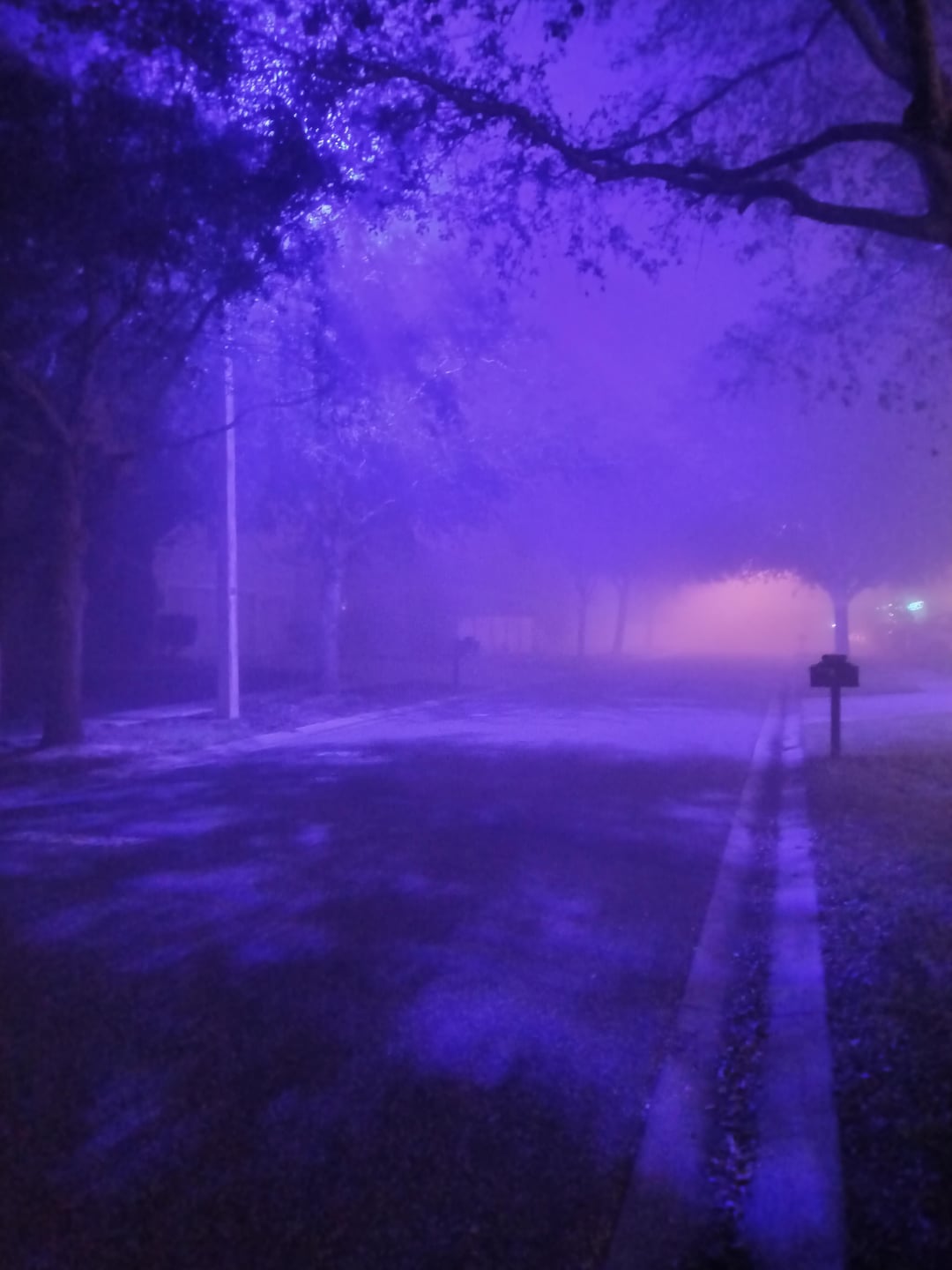 Tamp FL purple street lights in the fog