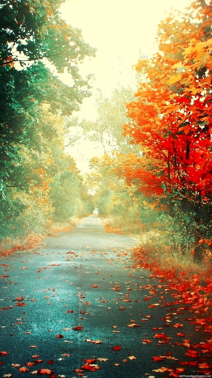 Nature 4K Wallpaper Vertical Ideas