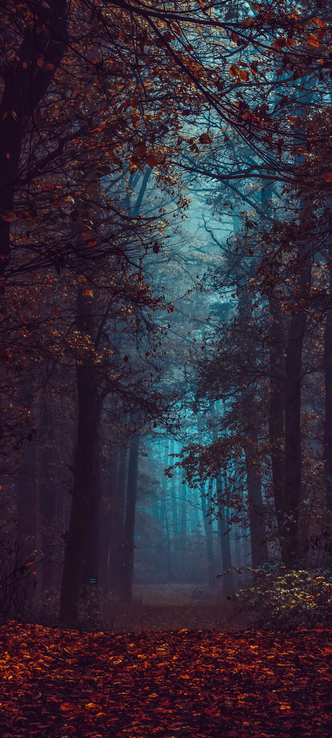 Forest Wallpaper 4K, Fall Foliage, Fog