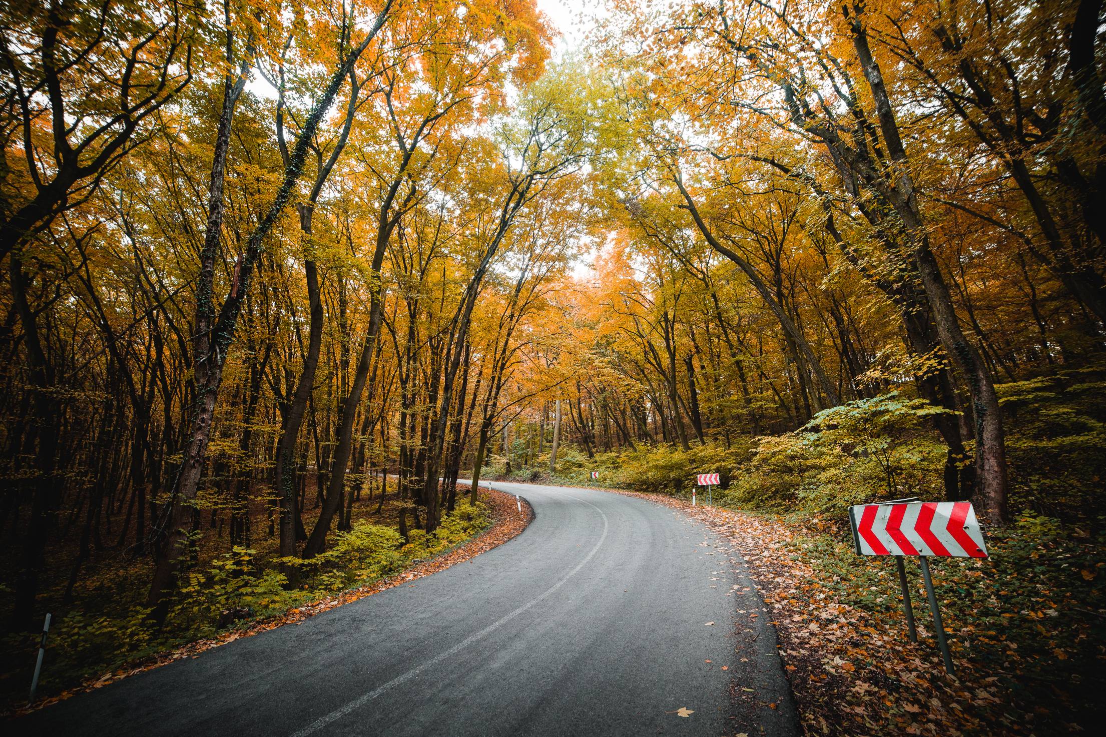 Autumn Roadest. Free