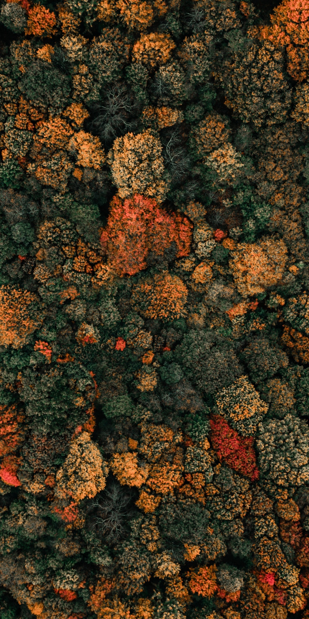 Autumn trees Wallpaper 4K, Drone photo