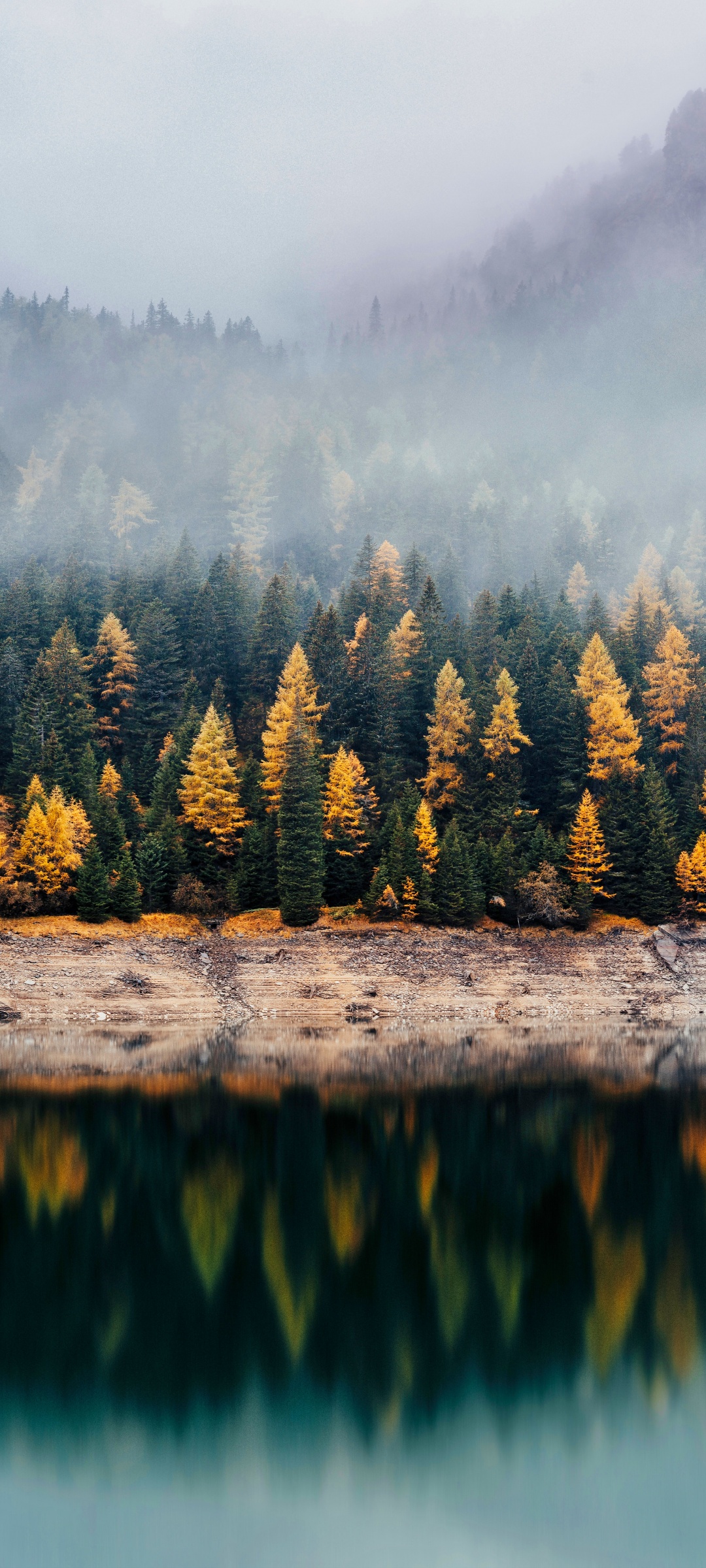 Forest Wallpaper 4K, Reflection, Woods
