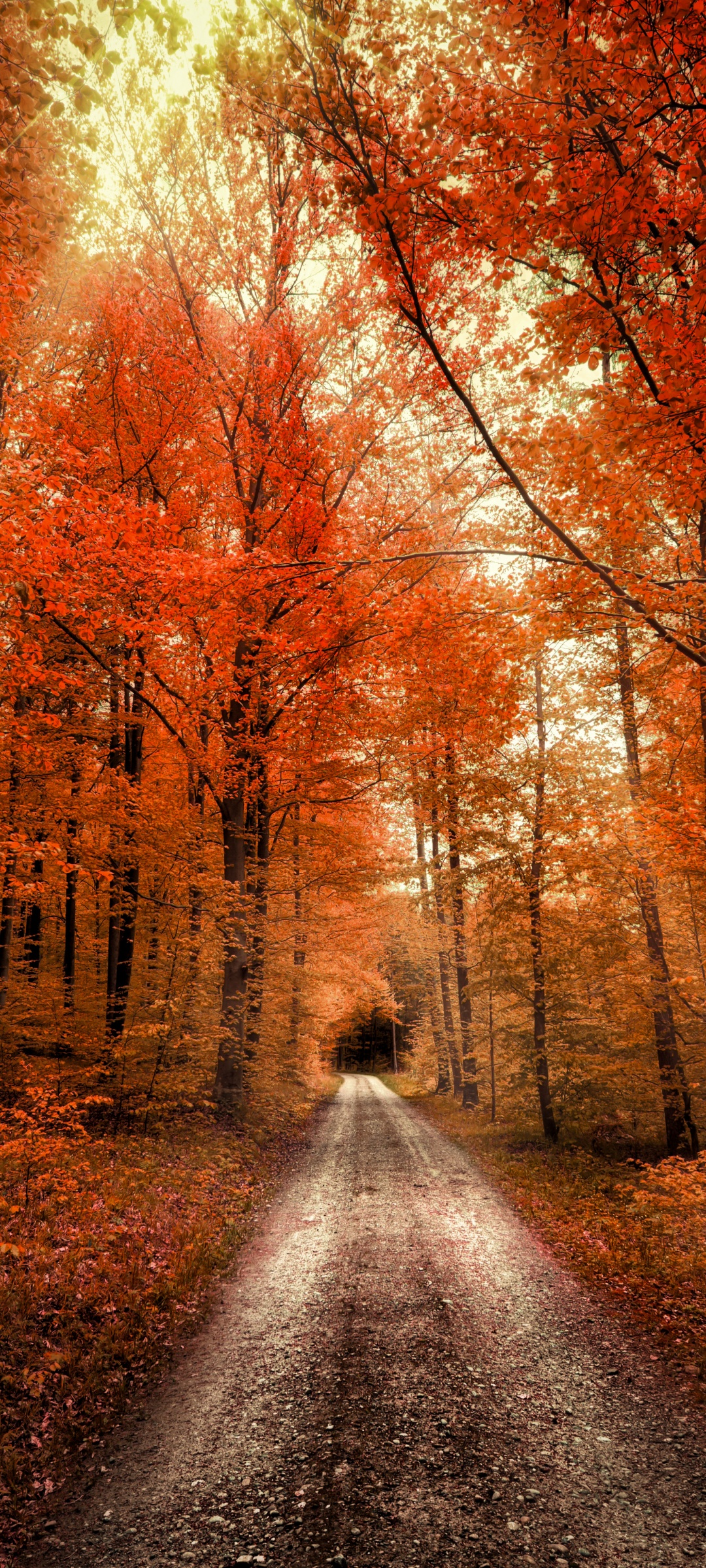 Autumn Forest Wallpaper 4K, Passage, Dirt road, Seasons