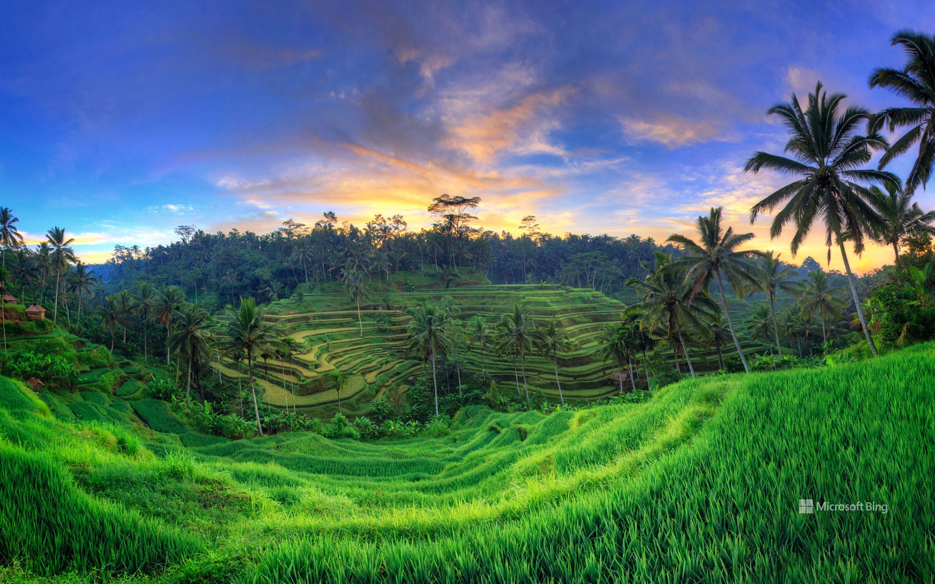 Tegalalang Rice Terraces, Ubud, Bali, Indonesia Wallpaper