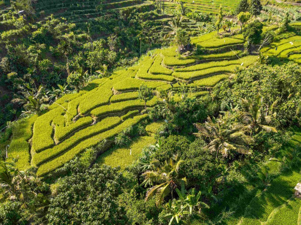 Best Rice Terraces, Bali: The Most Beautiful Rice Fields In Bali