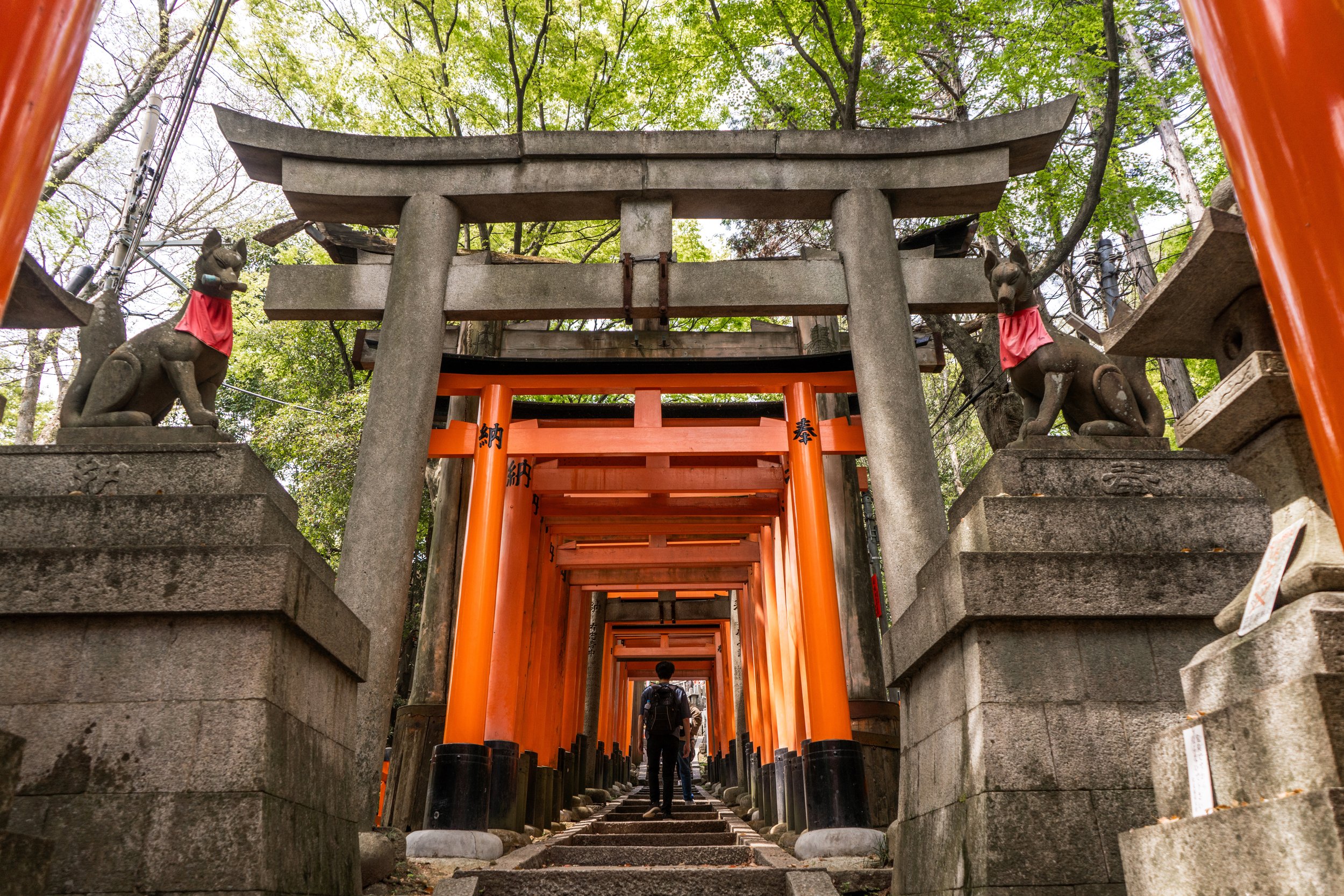 Bamboo Trail at Fushimi Inari Taisha