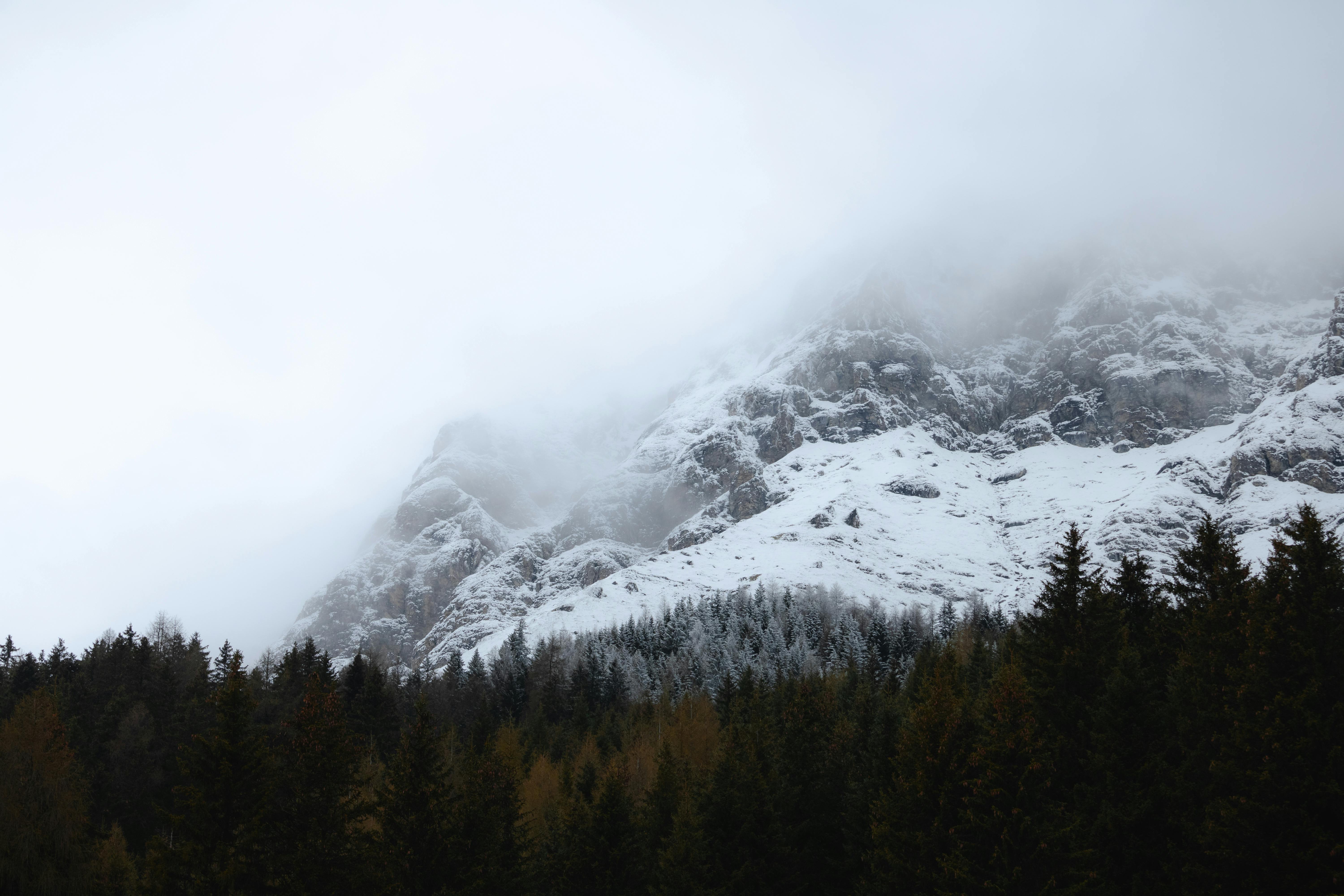 A snowy mountain covered in trees