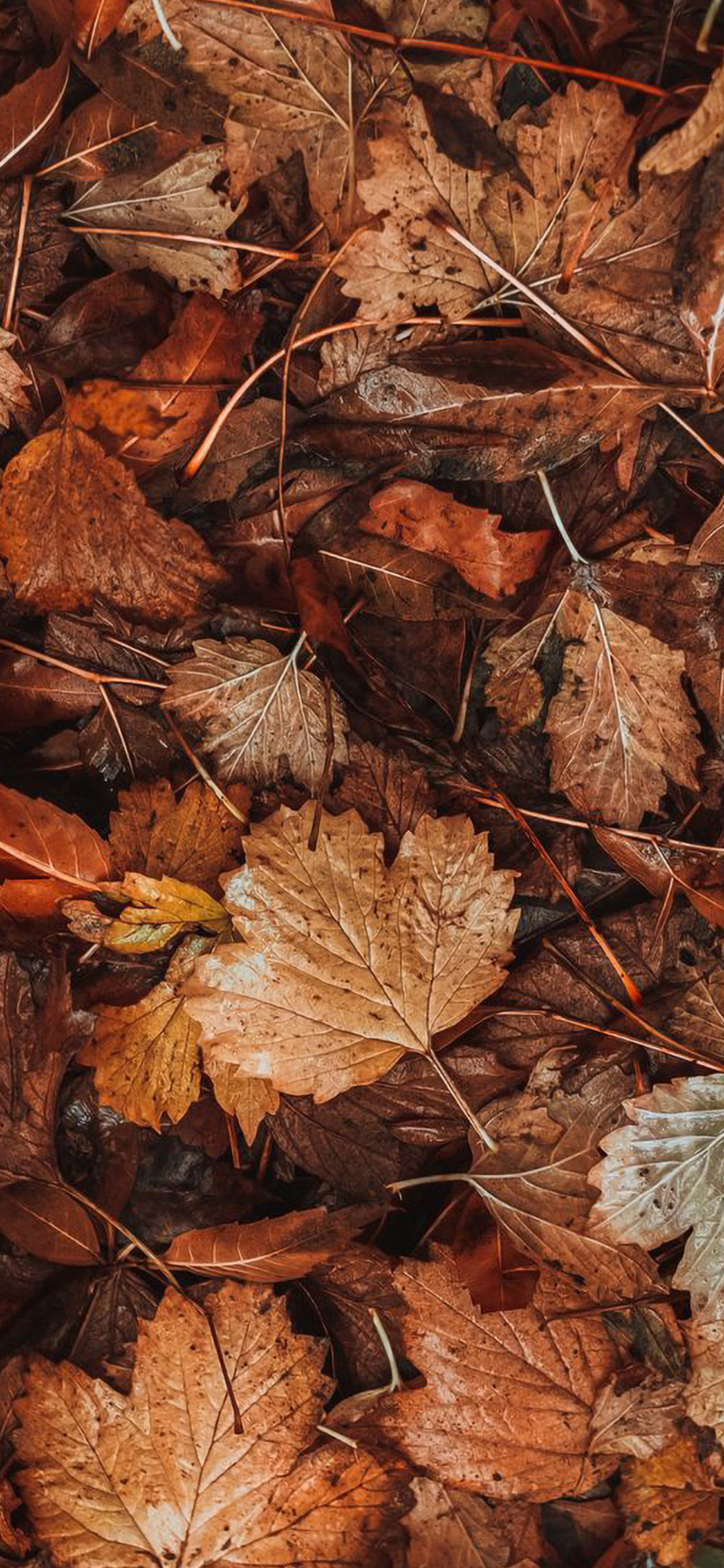 Nature Fall Leaf Autumn Wallpaper