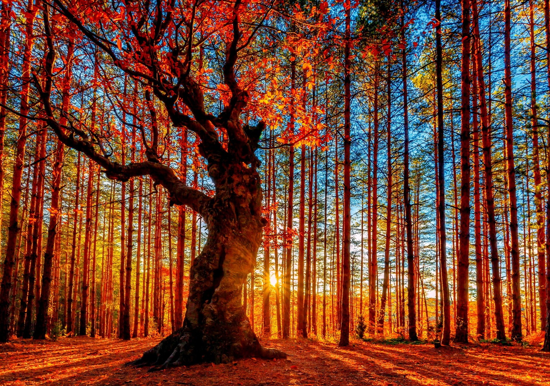 Enchanted Autumn Forest HD Wallpaper