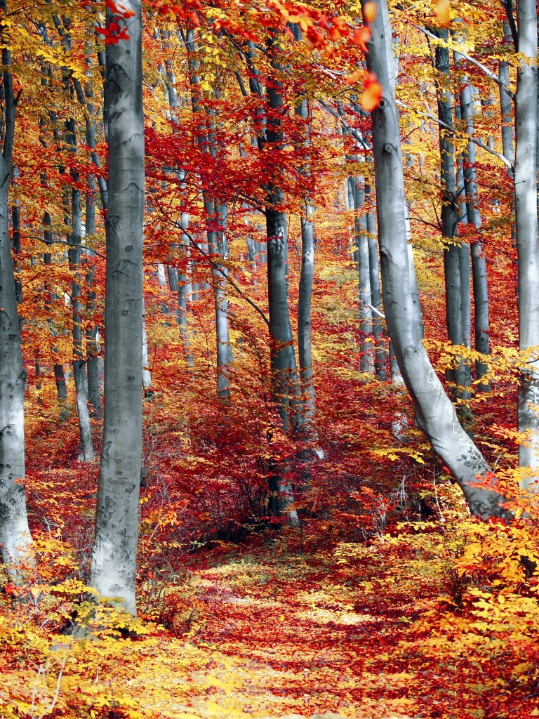 Autumn Forest Wallpaper 4K, Woods