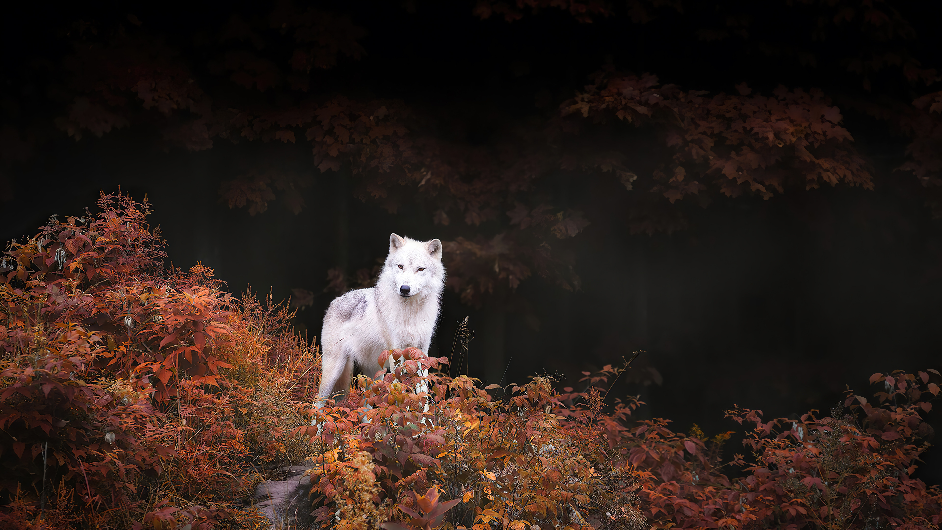 White Wolf Autumn Forest Wallpaper 4K PC Desktop e