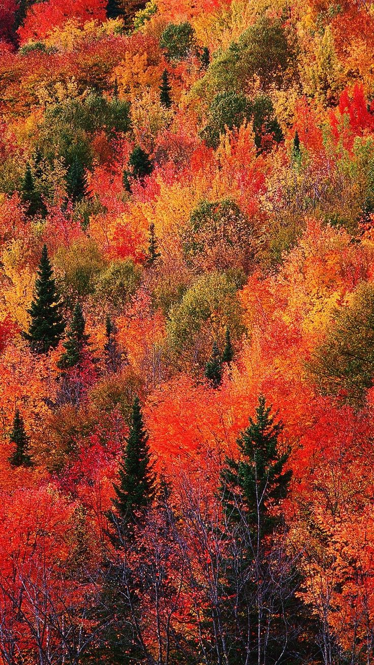 Autumn Phone 4k HD Wallpaper