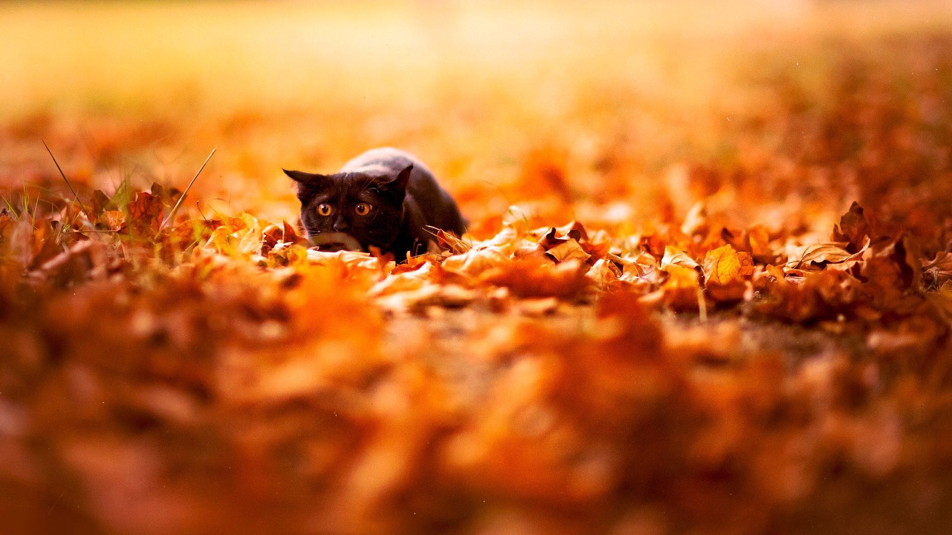 Download wallpaper 1920x1080 cat