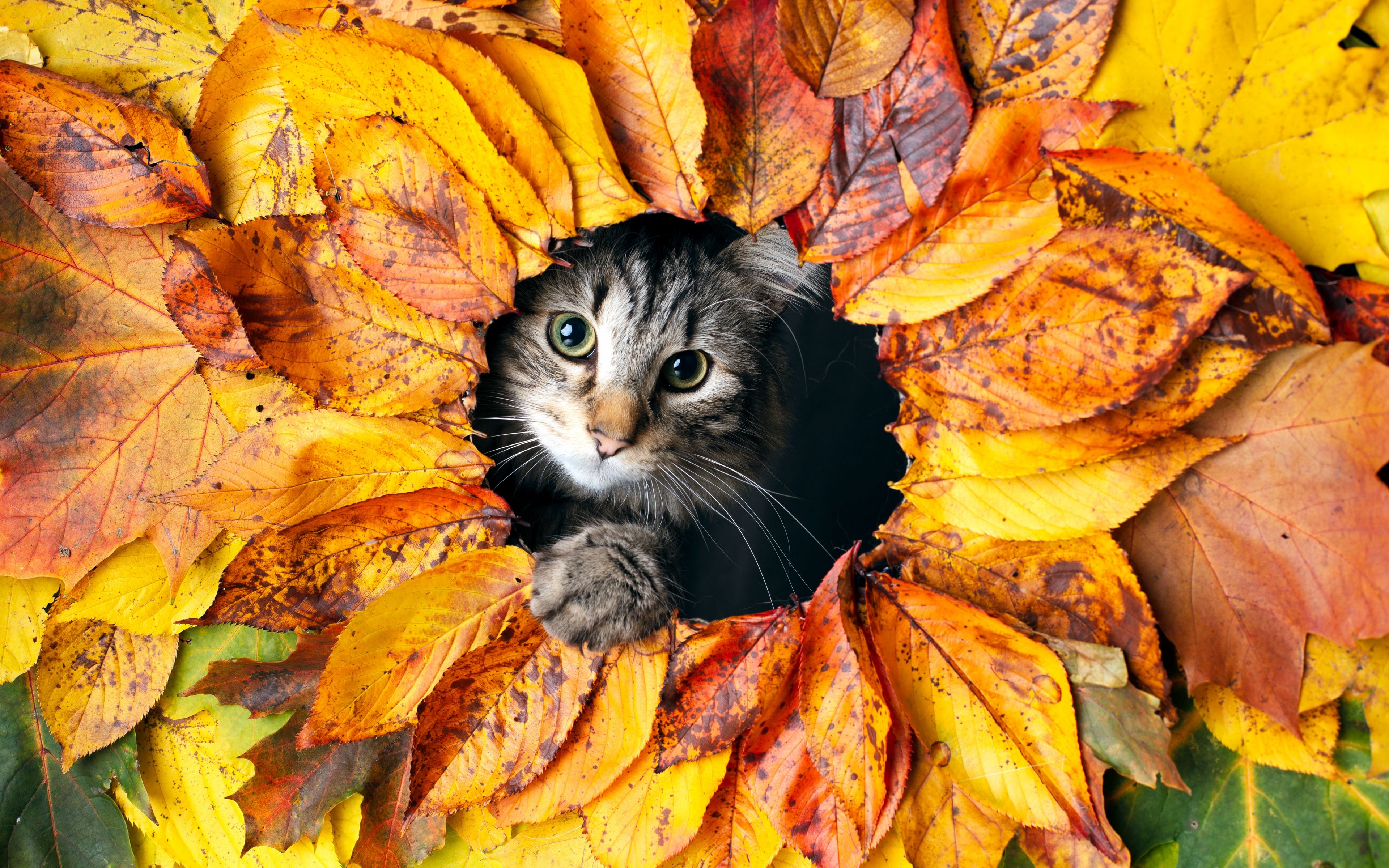 Kitten in autumn leaves Wallpaper 4k for Desktop