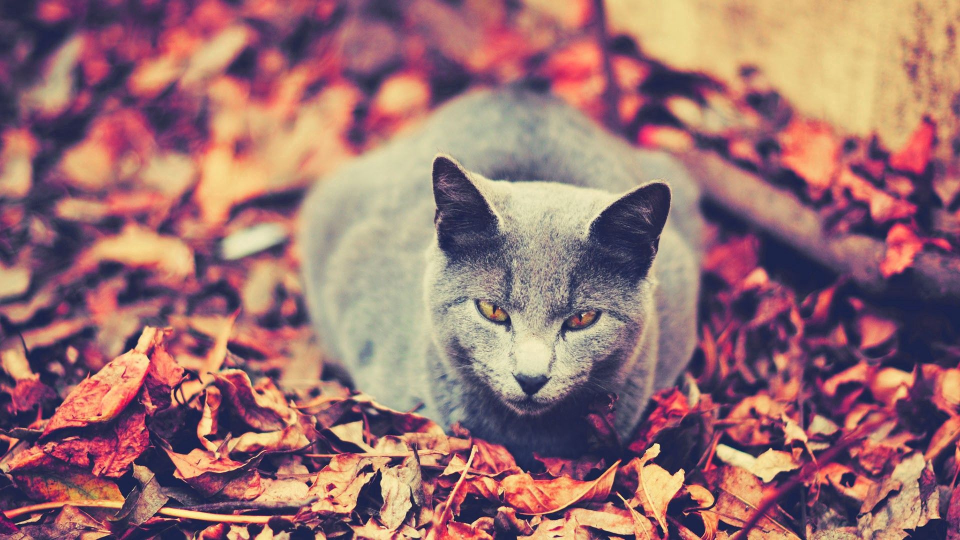 desktop wallpaper: Leaves, Sit, Animals
