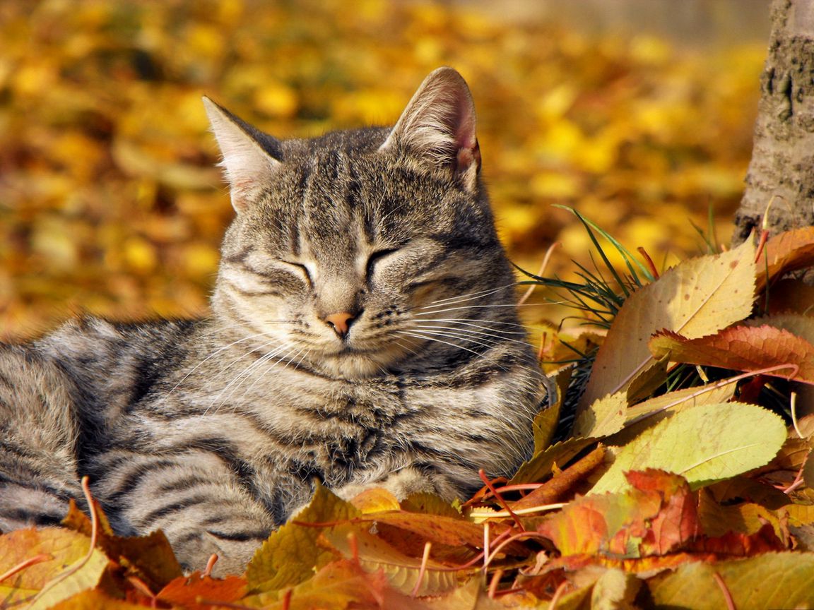 Download wallpaper 1152x864 cat, muzzle