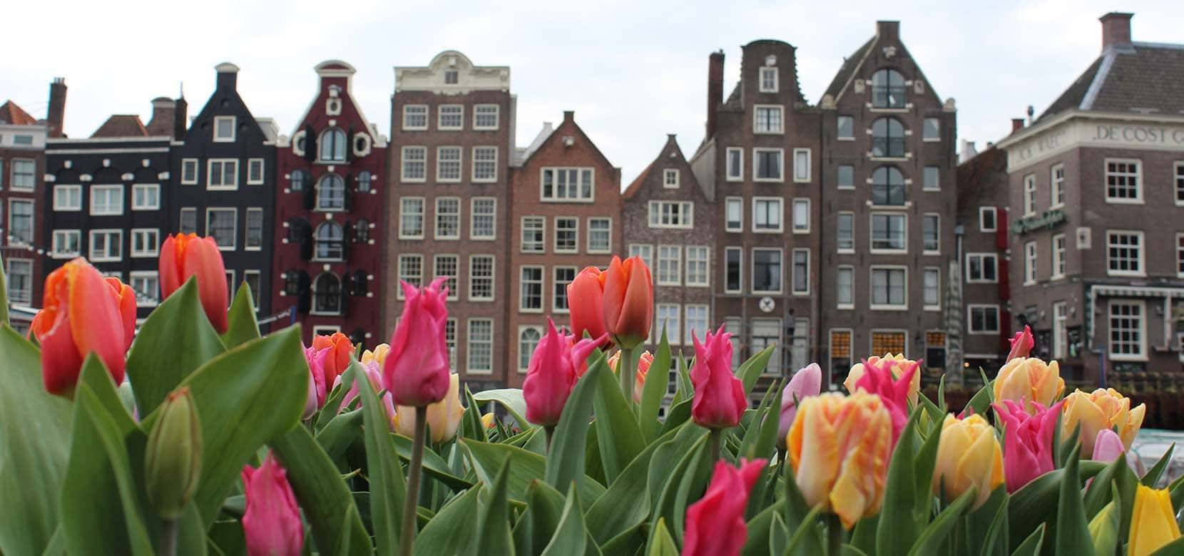Download Tulips In Front Of Buildings In Amsterdam Wallpaper