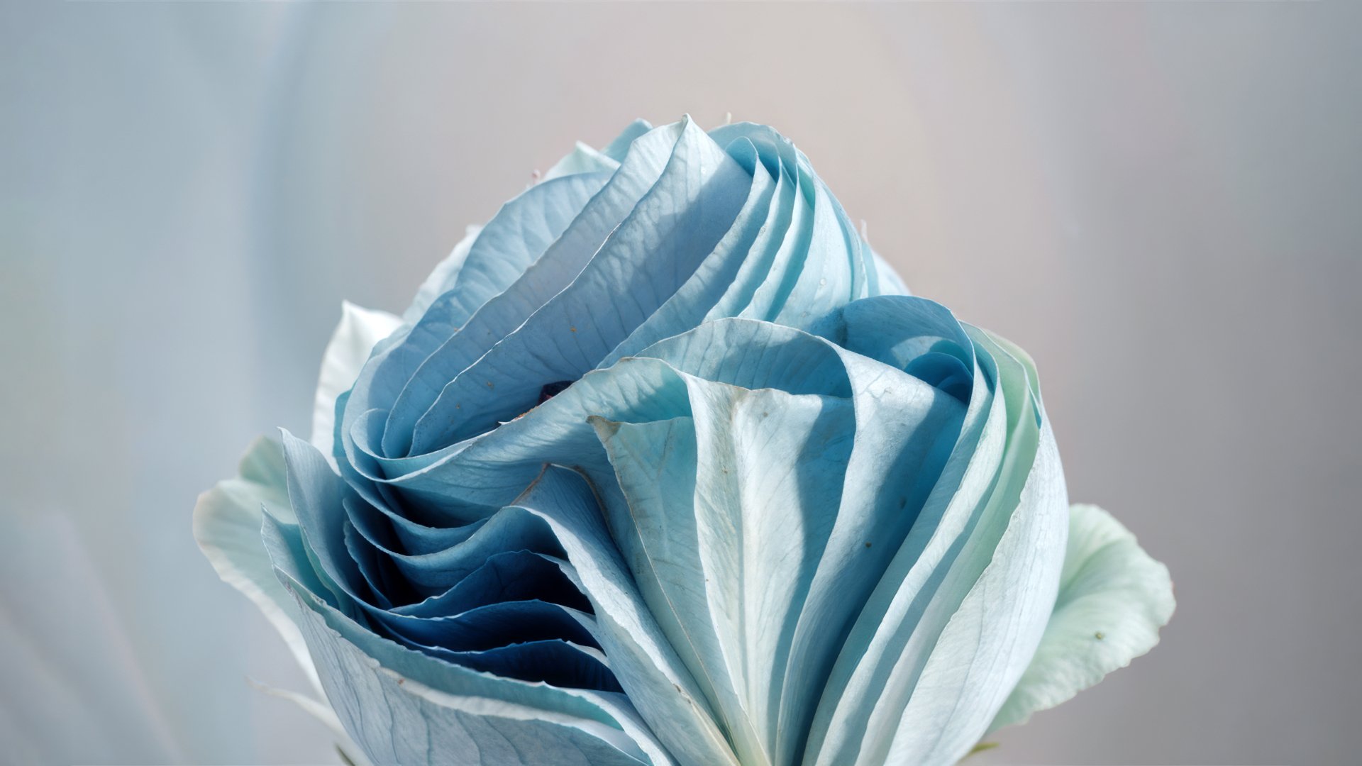 Blue Aesthetic Rose: Windows 11