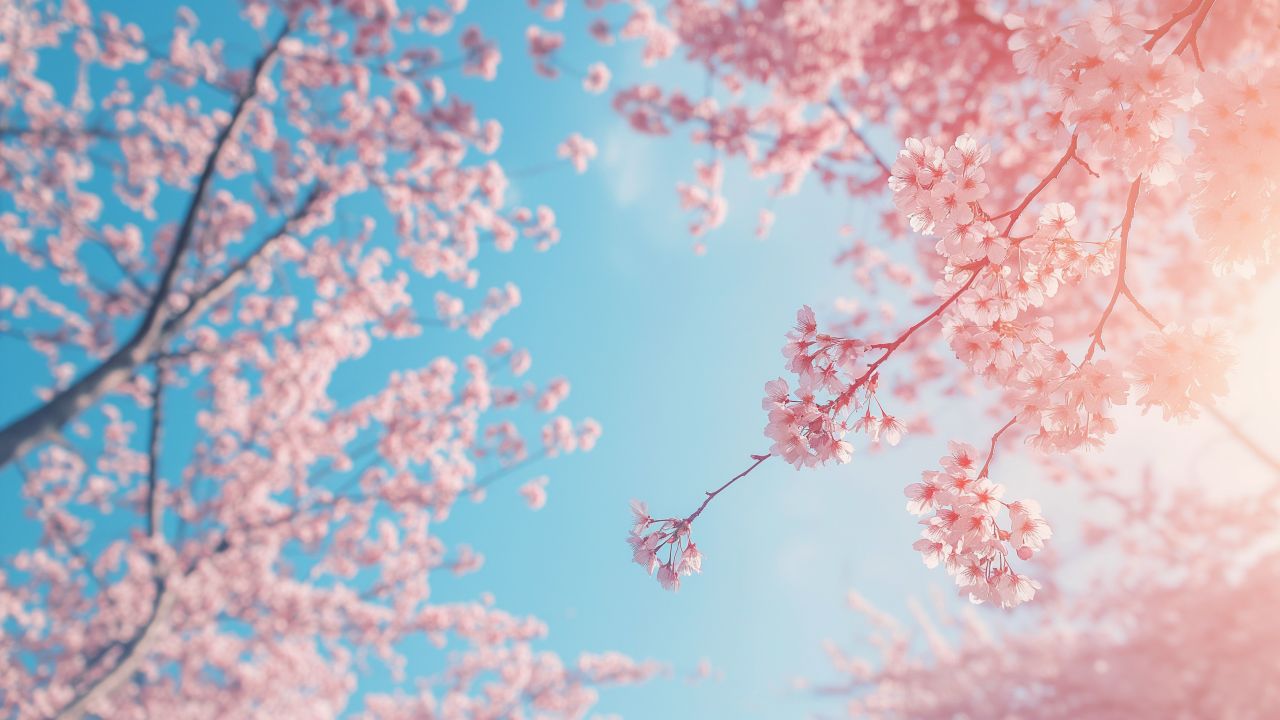 Trees Wallpaper (Sakura, 5k)