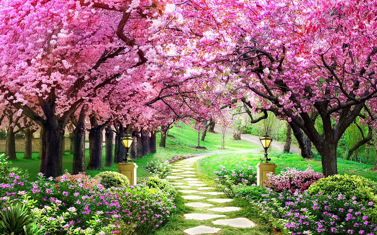 Buy Cherry Blossom Tree Wallpaper