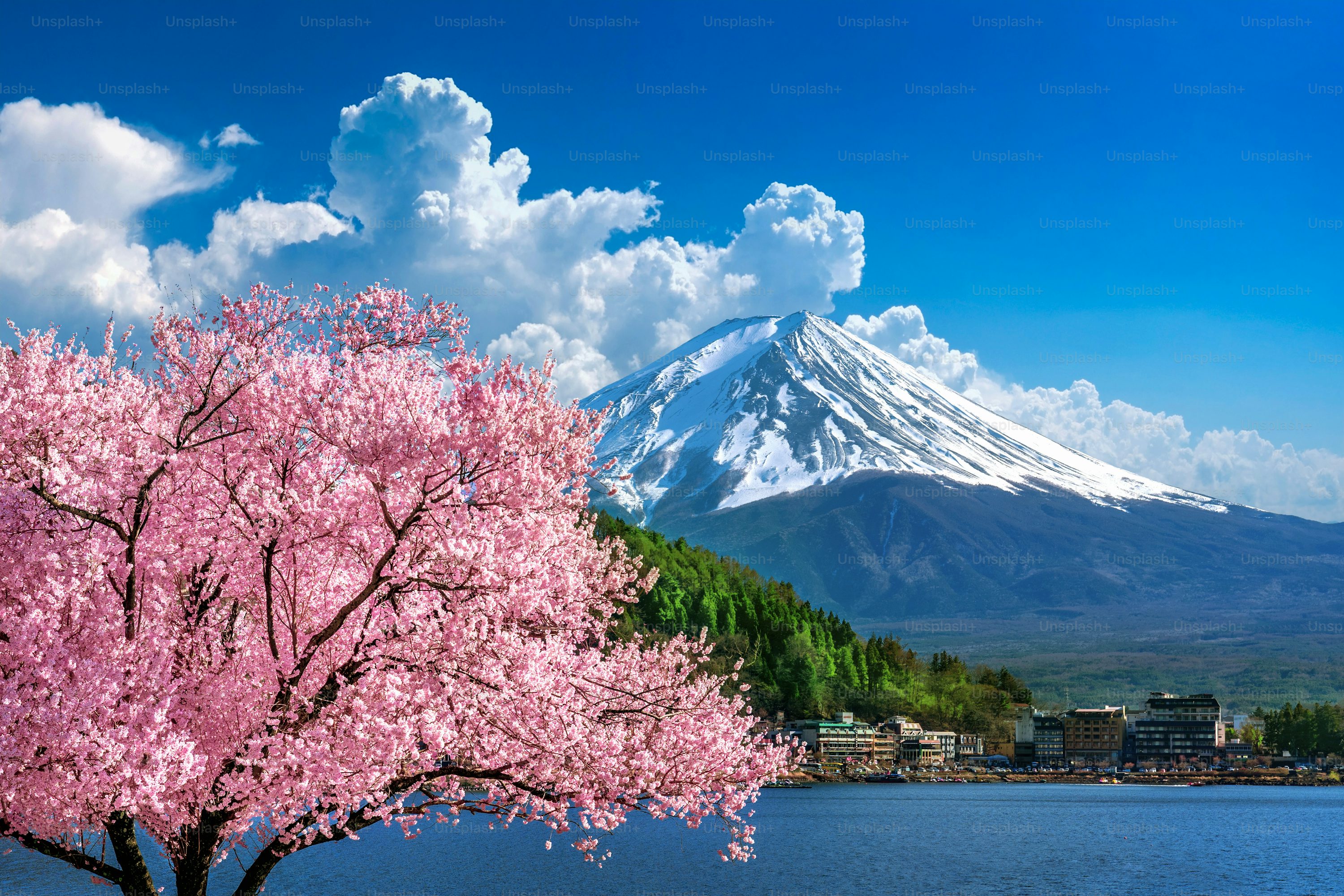 Best Sakura Tree Picture HD